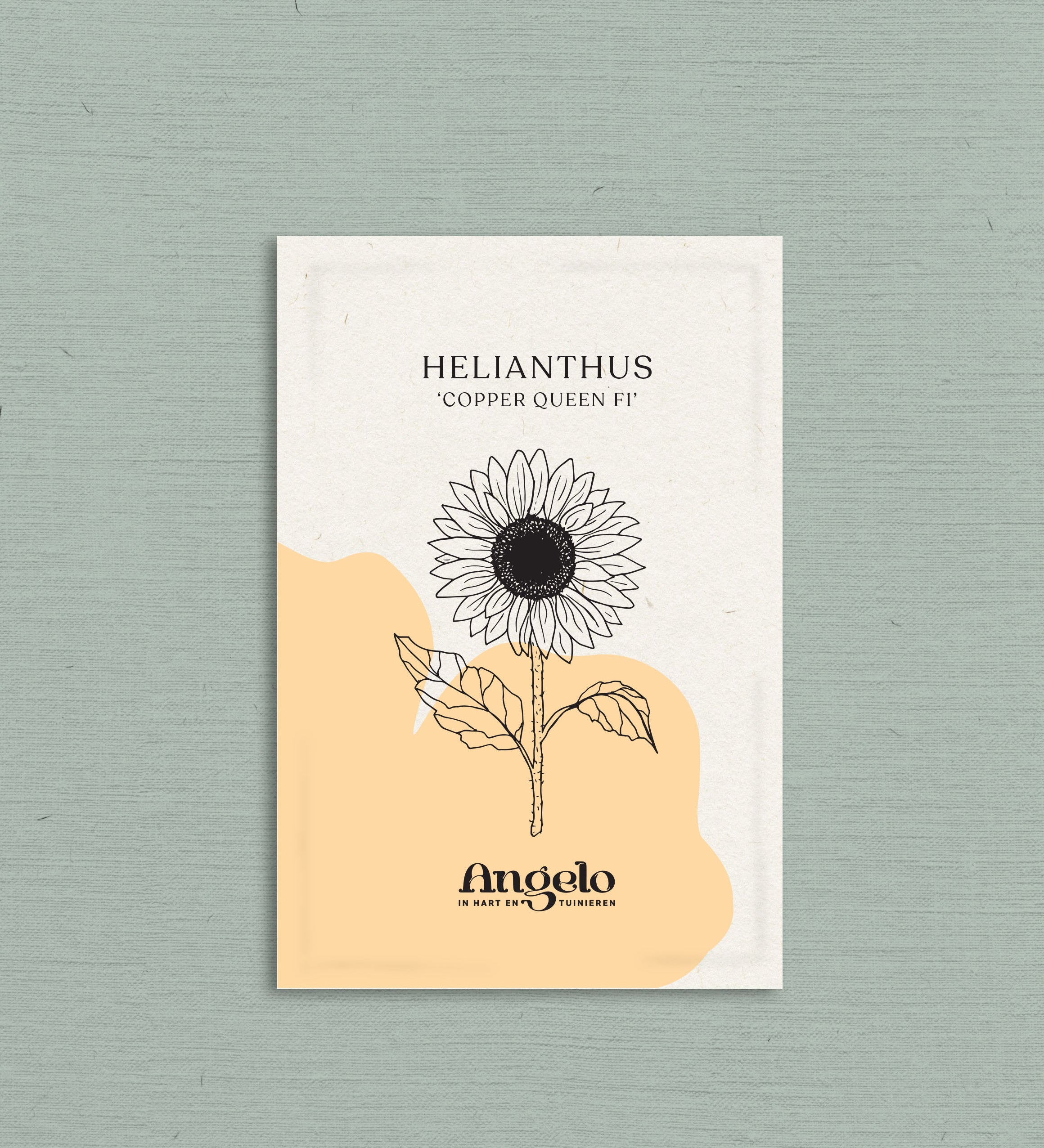 Helianthus annuus 'copper queen'-Angelo
