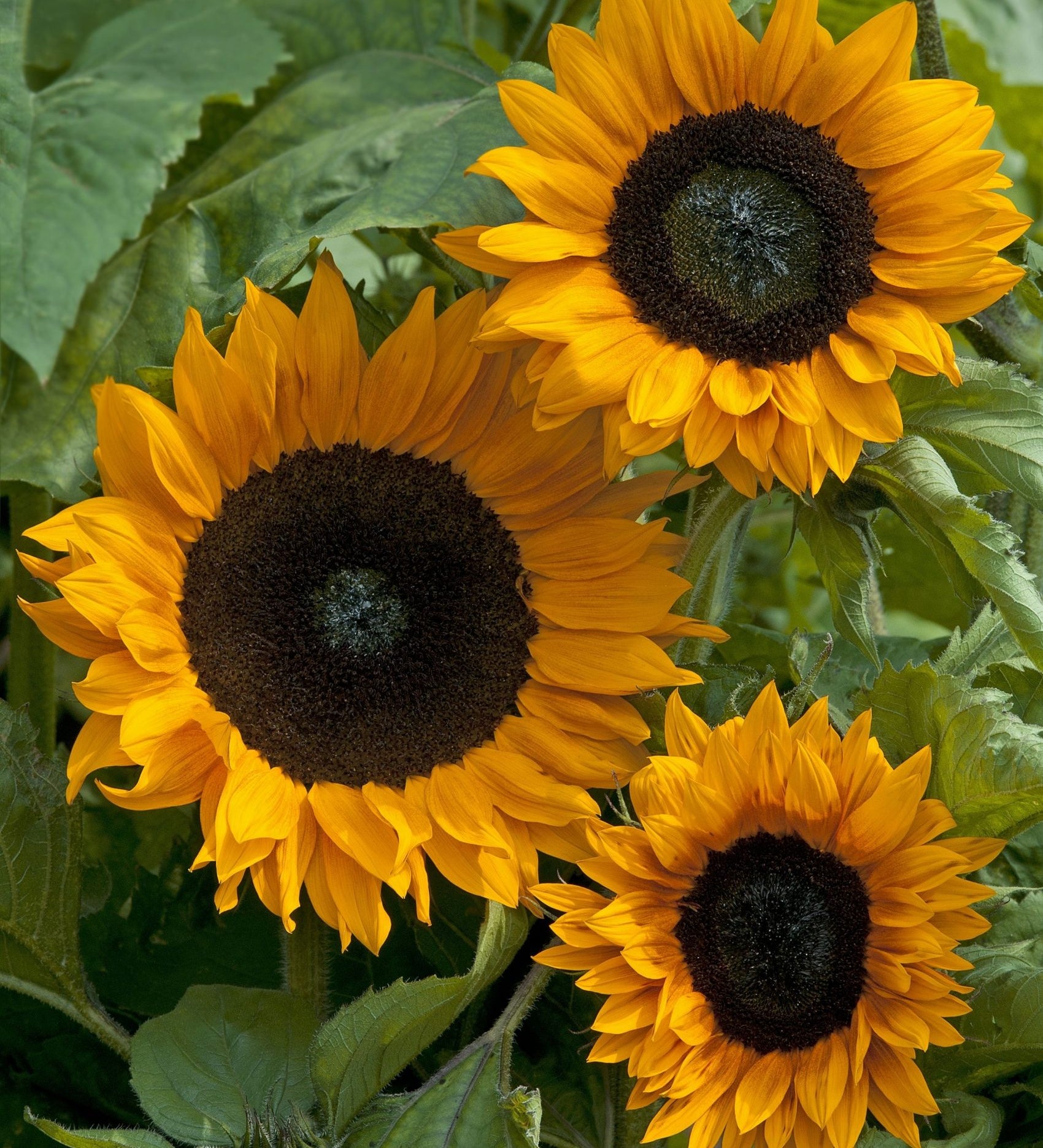 Helianthus annuus 'copper queen'-Angelo