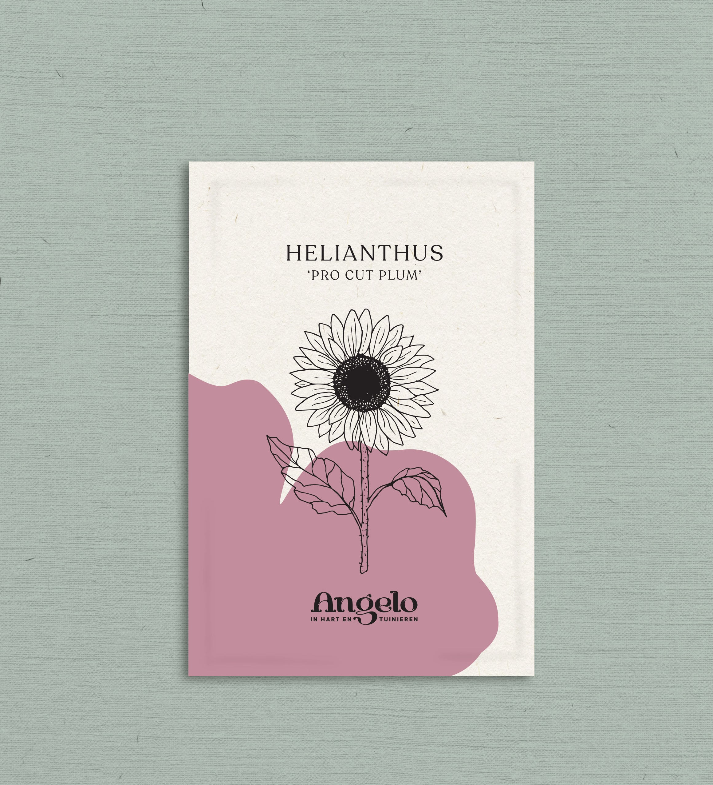 Helianthus annuus 'pro cut plum'-Angelo