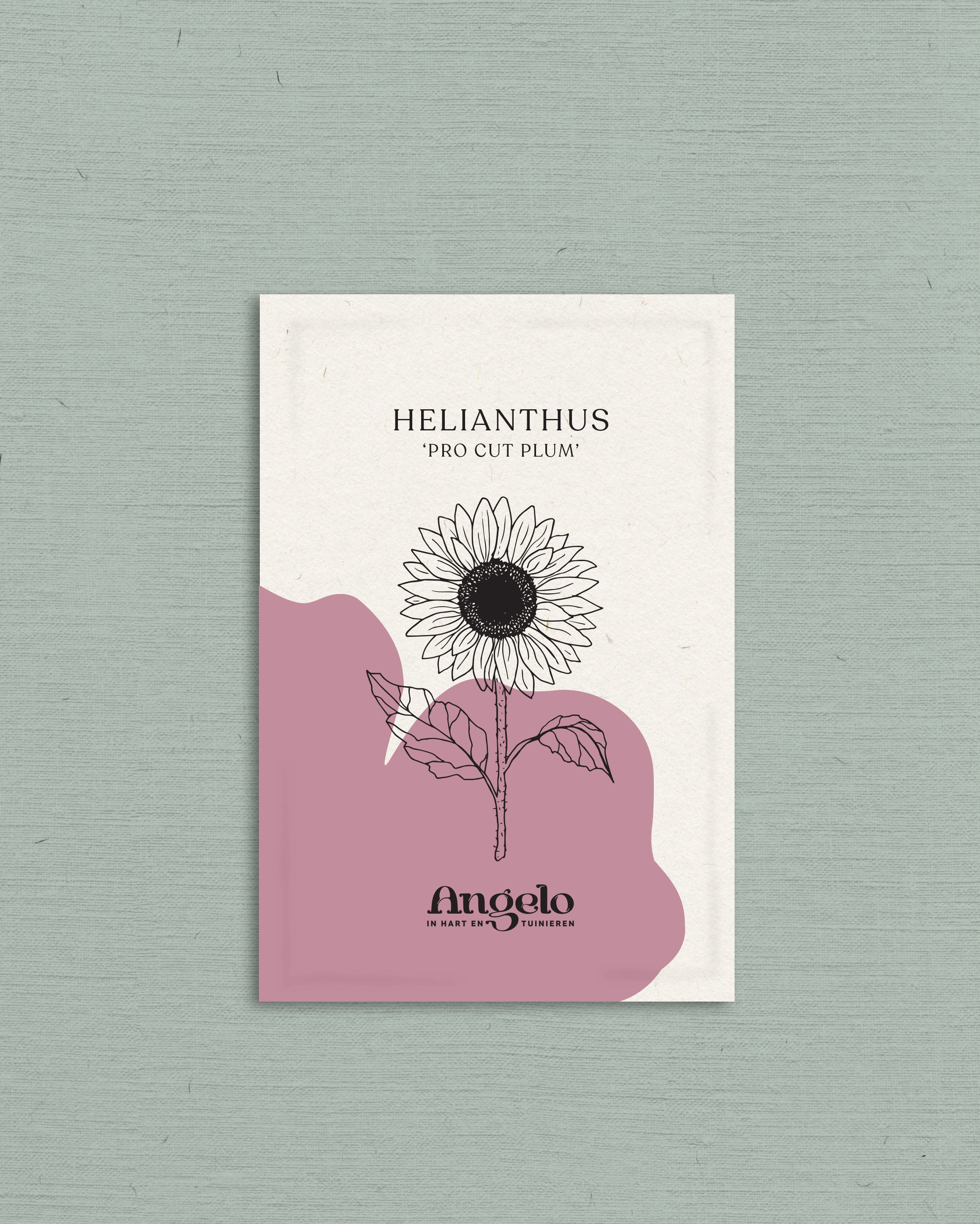 Helianthus annuus 'pro cut plum'-Angelo