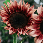 Helianthus annuus 'pro cut plum'-Angelo