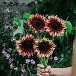 Helianthus annuus 'pro cut plum'-Angelo
