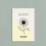Helianthus annuus 'Pro Cut White Lite'-Angelo