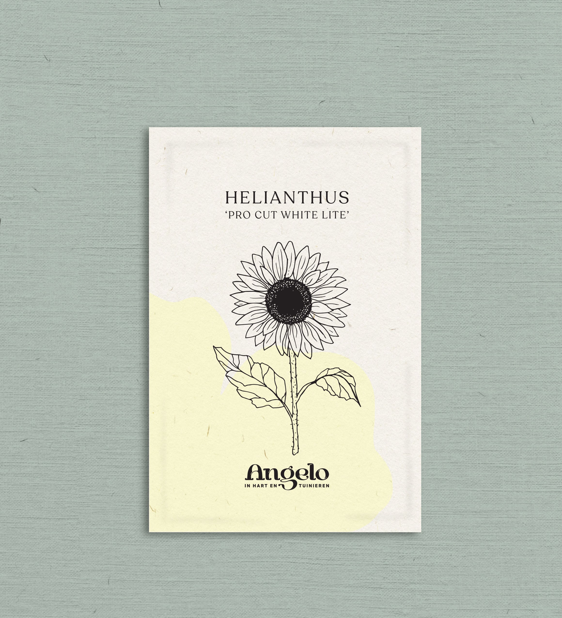 Helianthus annuus 'Pro Cut White Lite'-Angelo