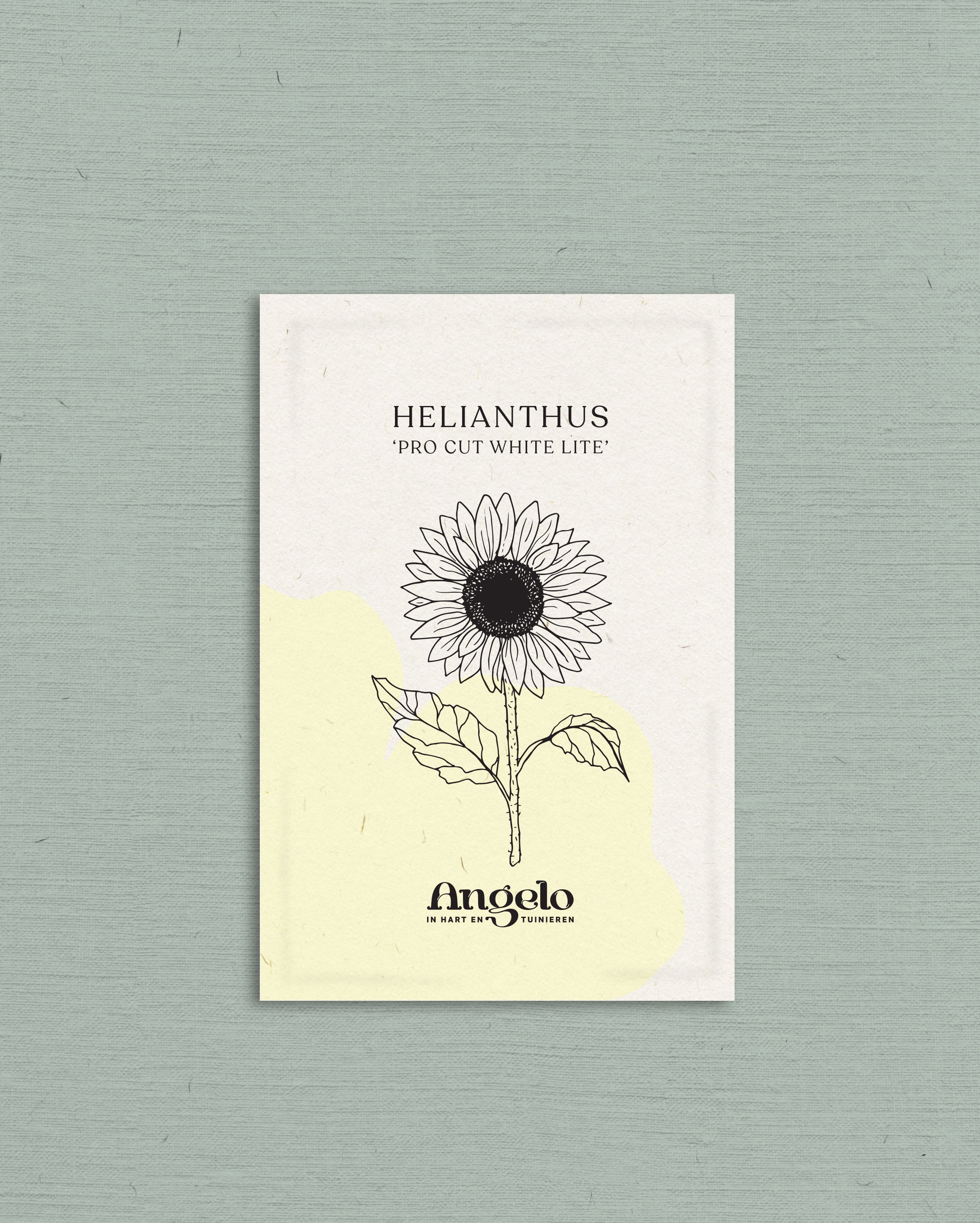 Helianthus annuus 'Pro Cut White Lite'-Angelo