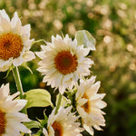 Helianthus annuus 'Pro Cut White Lite'-Angelo