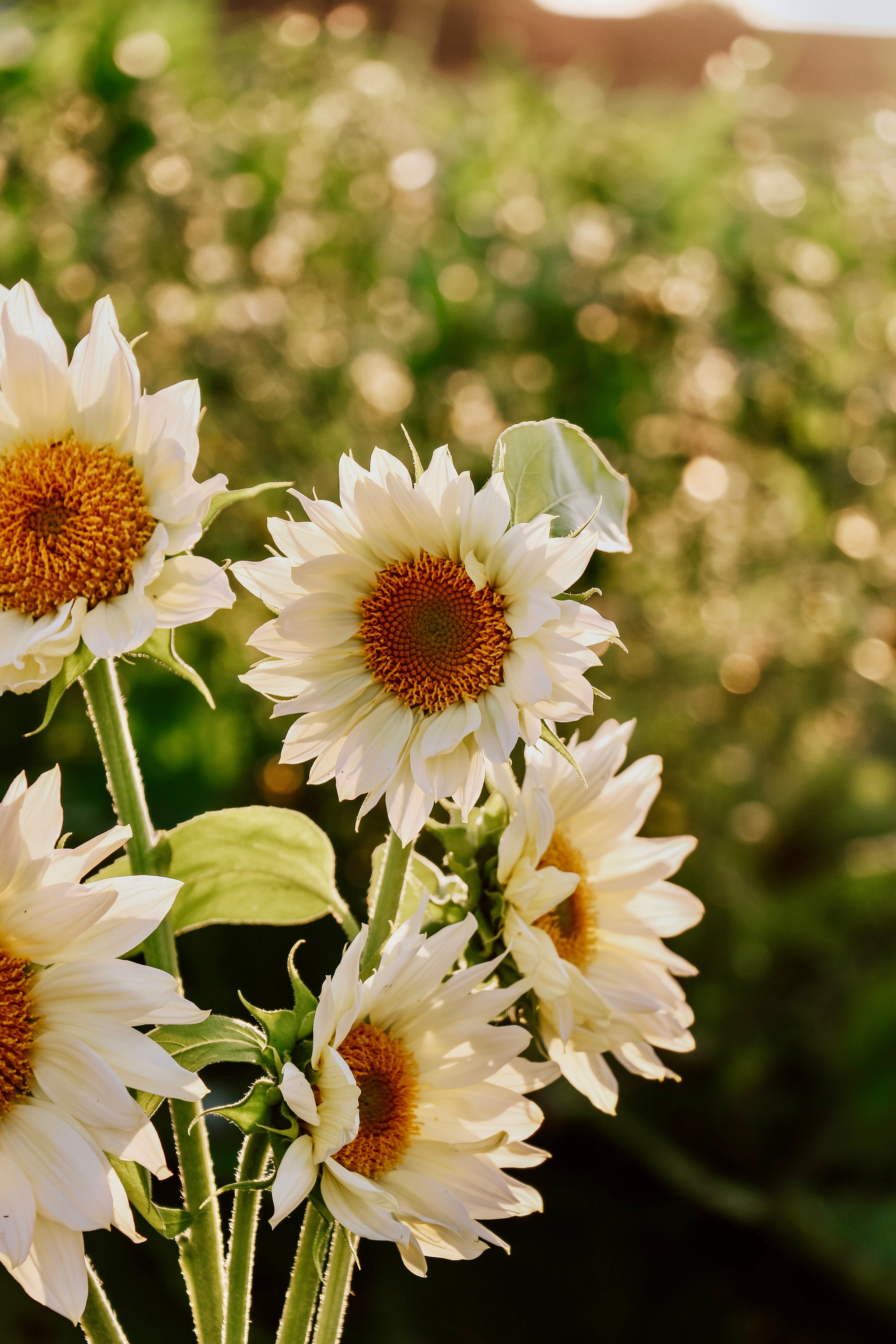 Helianthus annuus 'Pro Cut White Lite'-Angelo