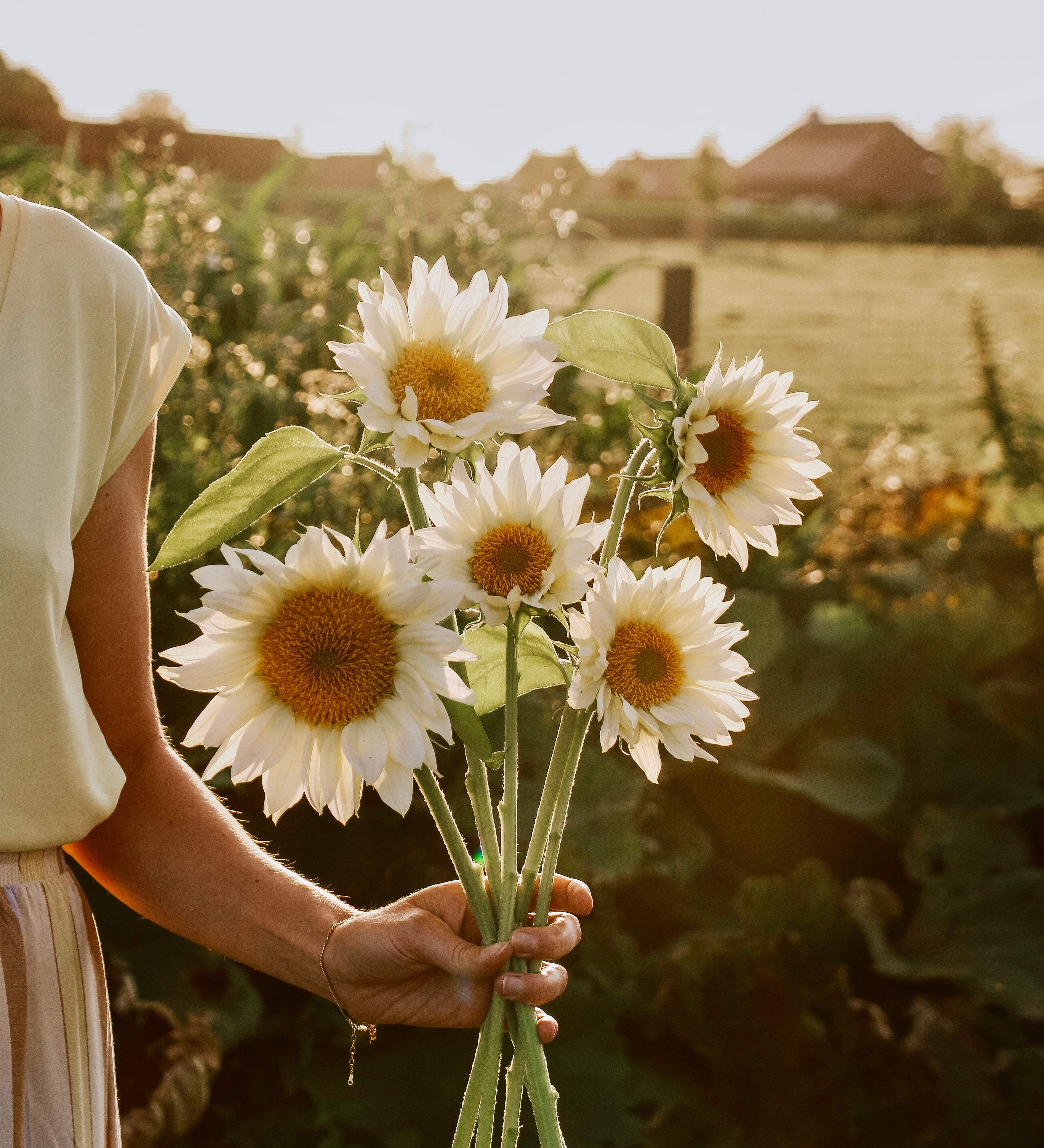 Helianthus annuus 'Pro Cut White Lite'-Angelo