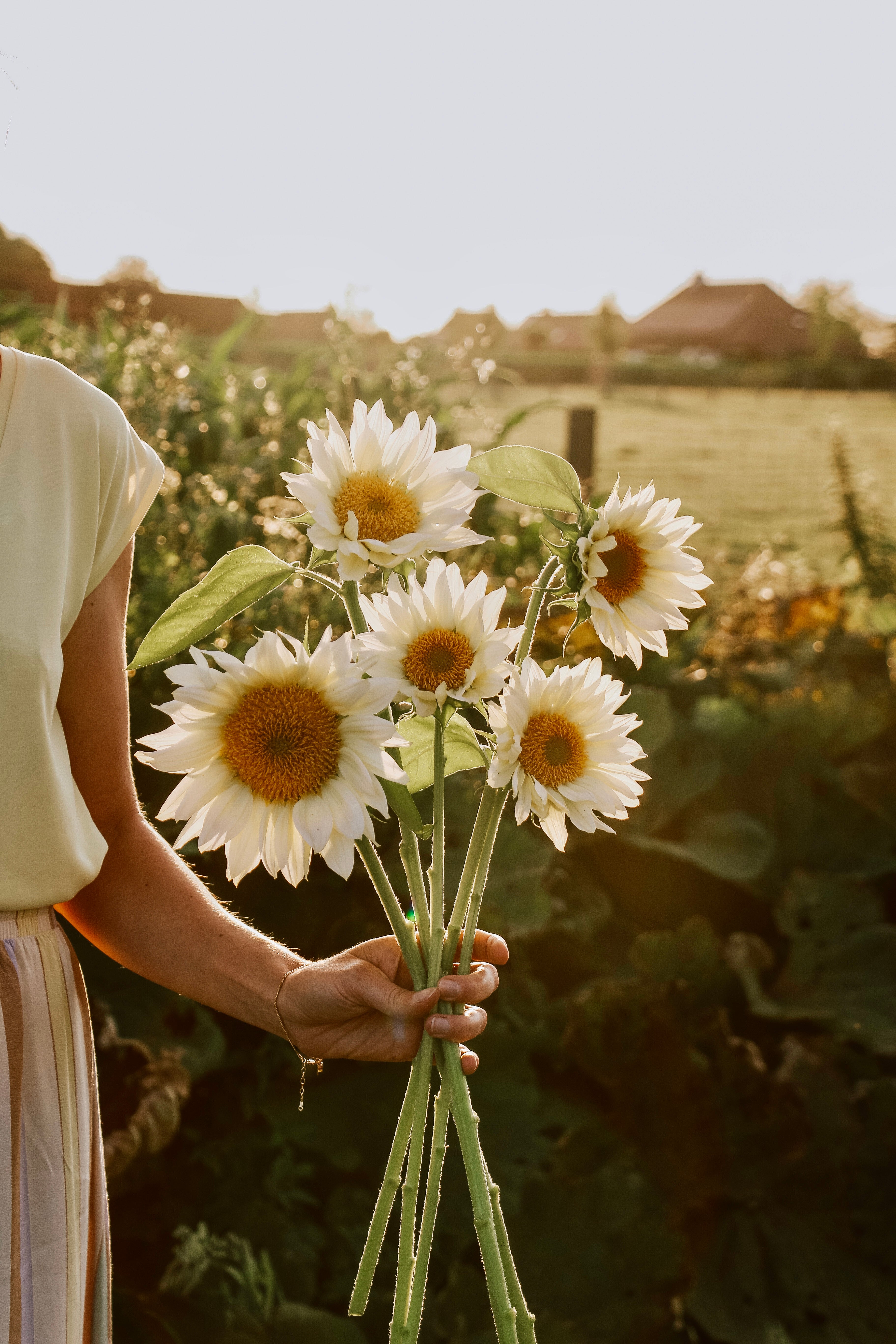 Helianthus annuus 'Pro Cut White Lite'-Angelo