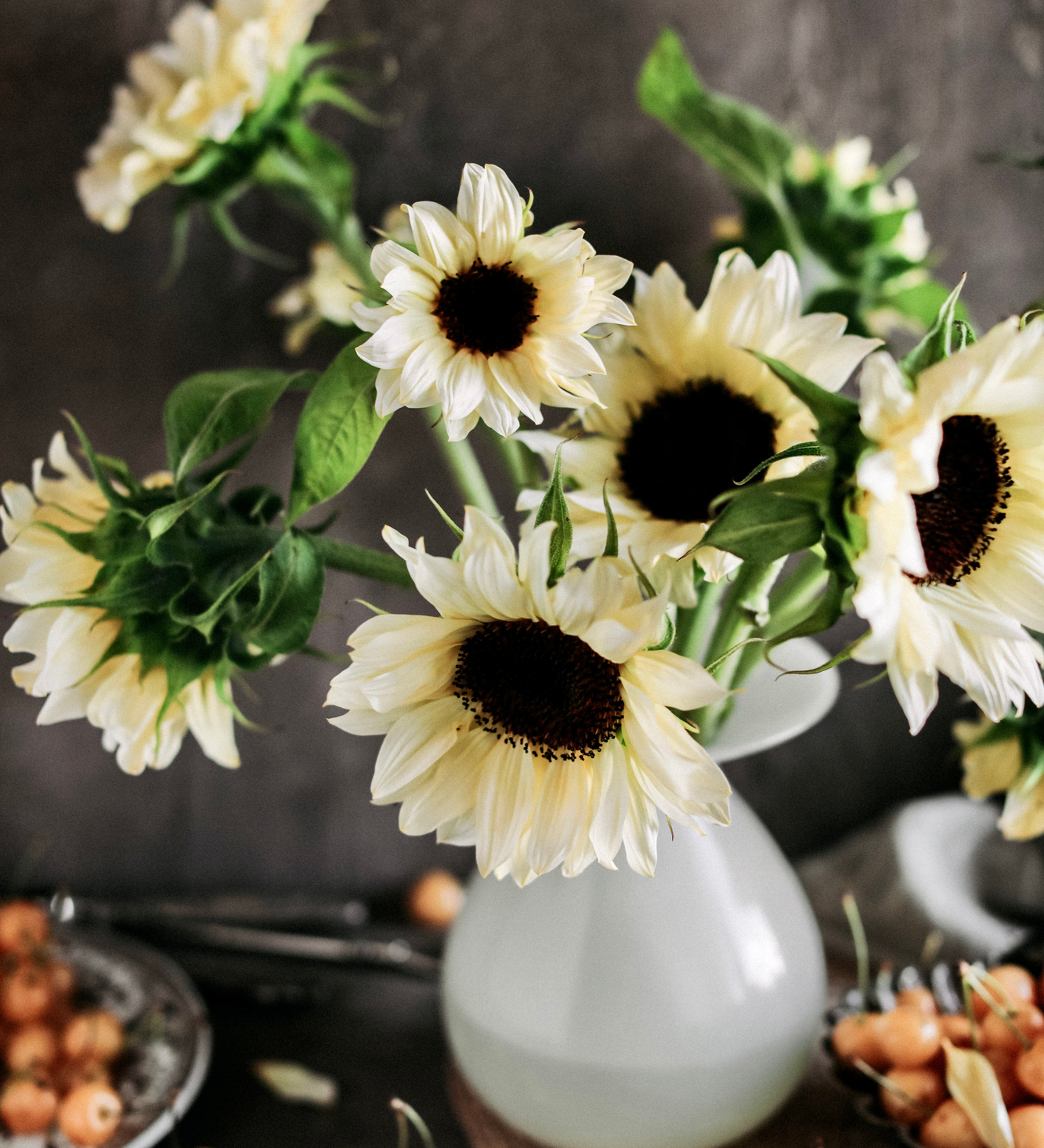 Helianthus annuus 'pro cut white nite'-Angelo