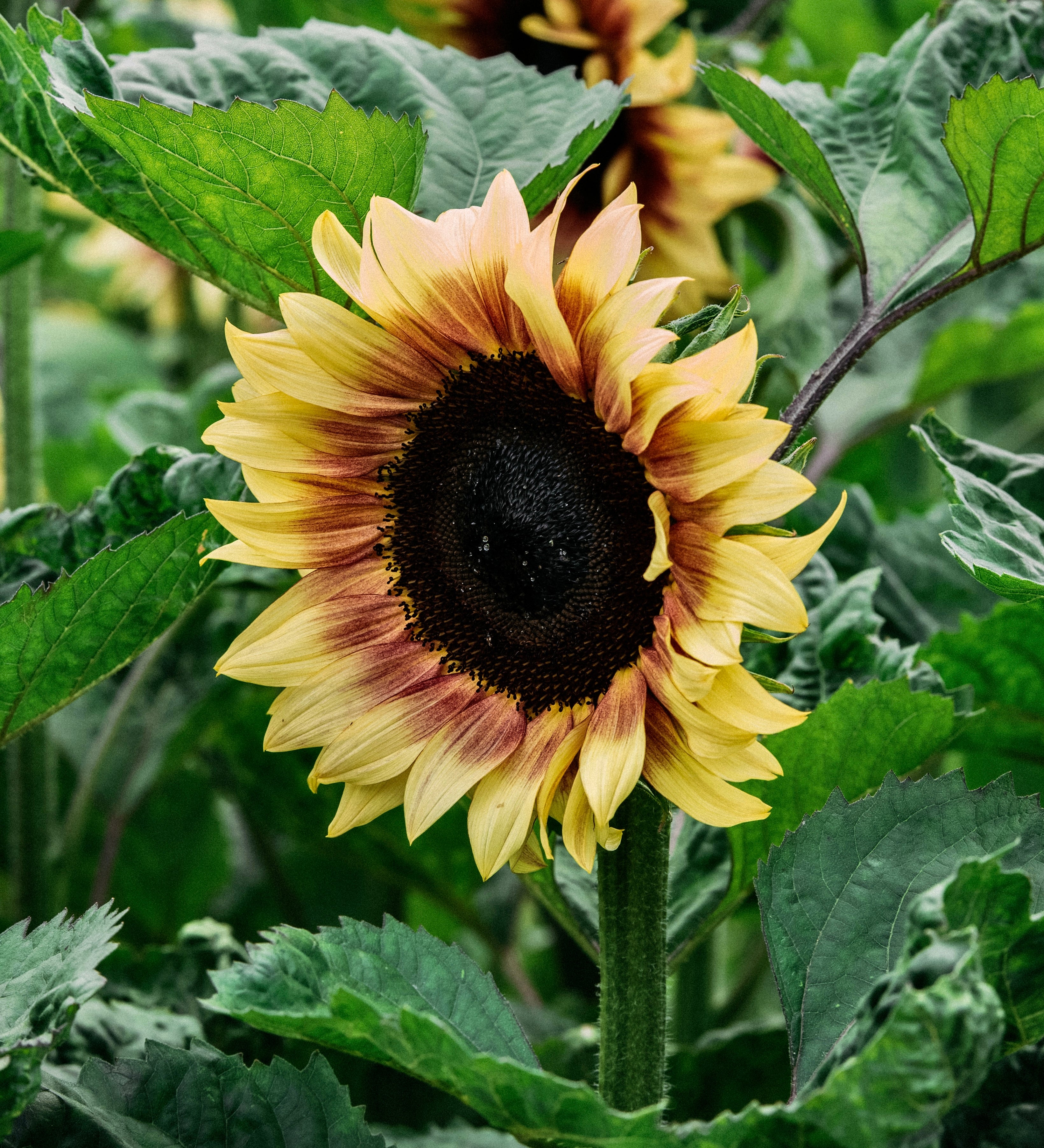 Helianthus annuus 'Pro Lemon Bi-Colour'-Angelo