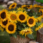 Helianthus annuus 'Taiyo'-Angelo