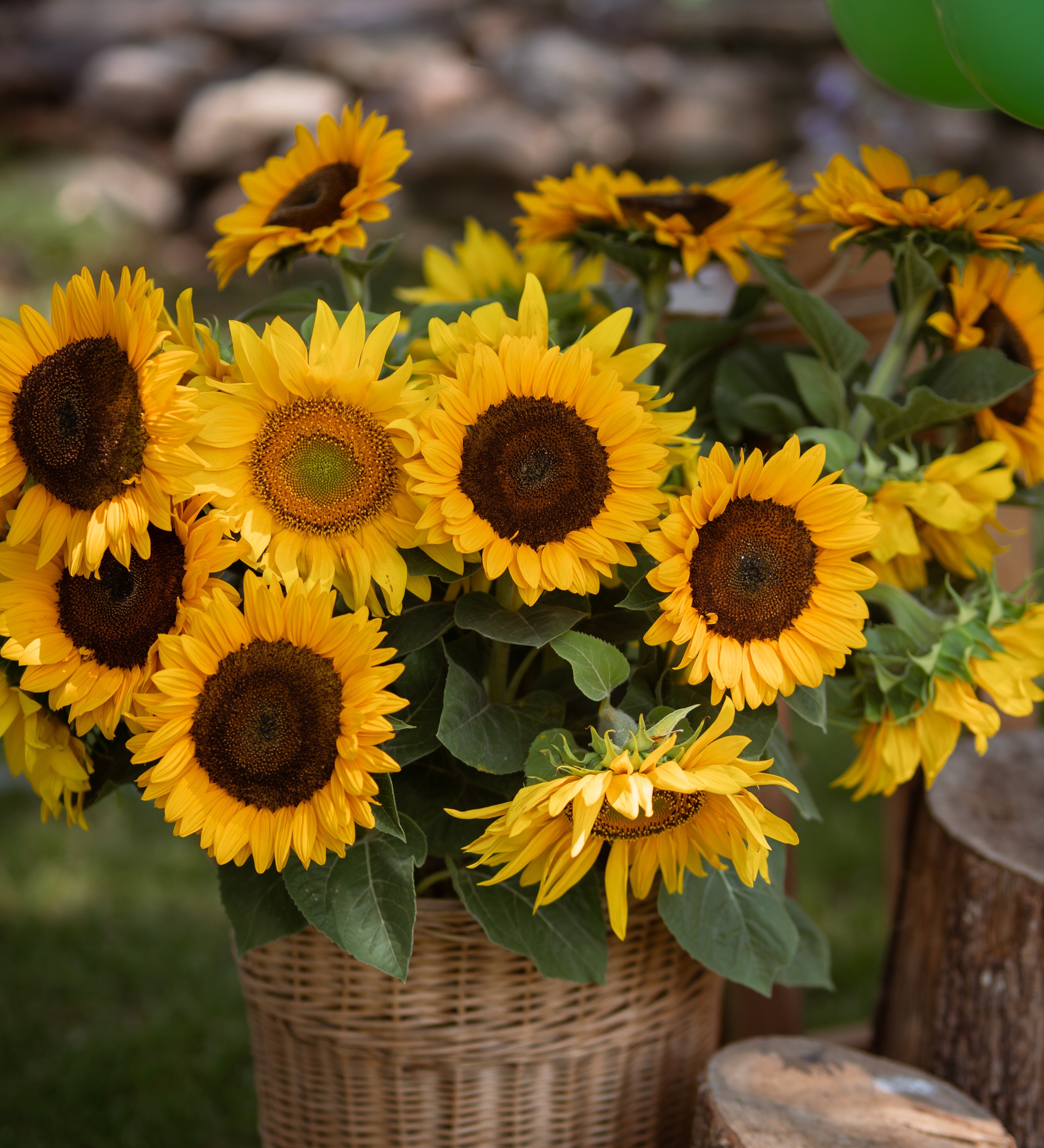Helianthus annuus 'Taiyo'-Angelo