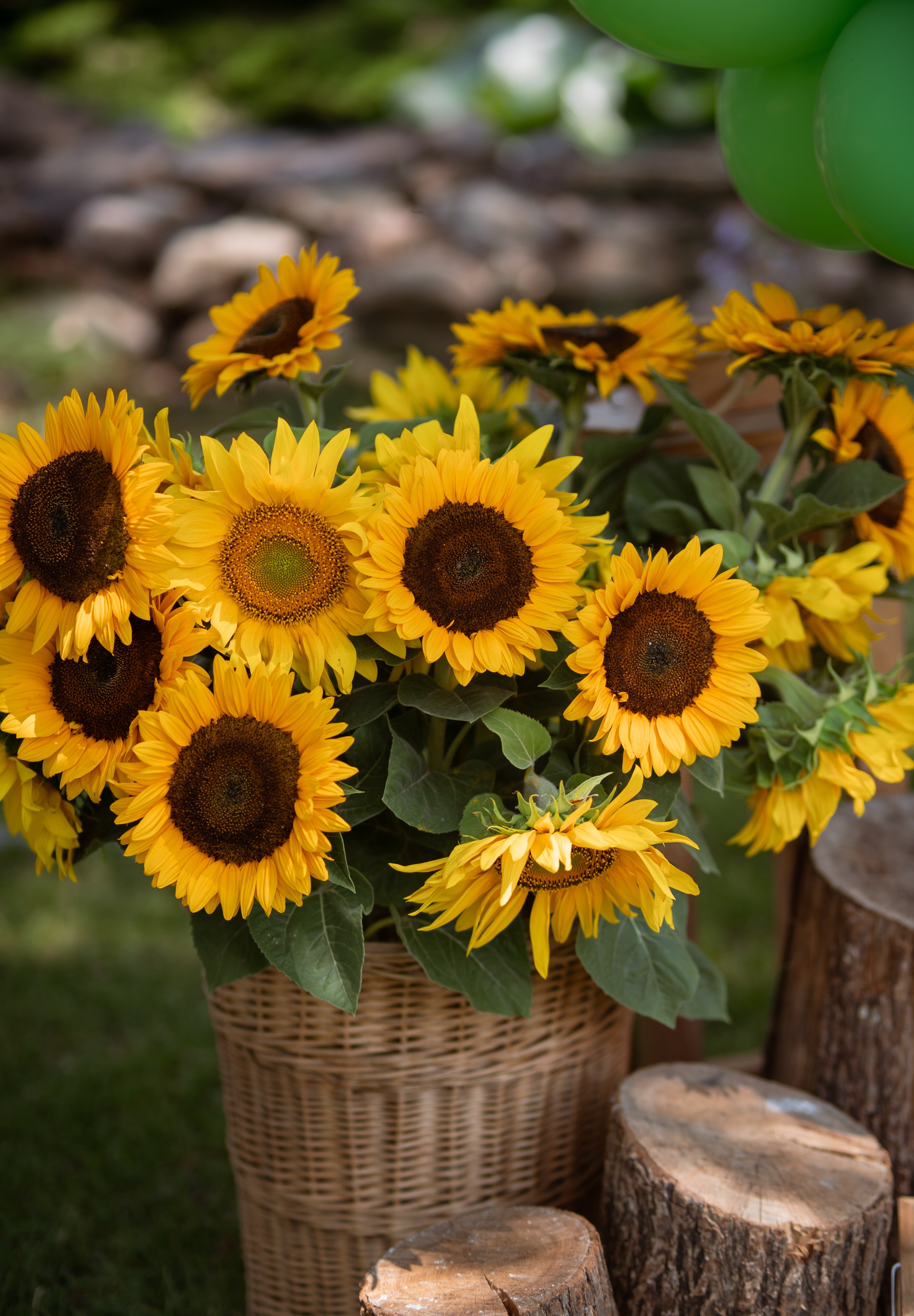 Helianthus annuus 'Taiyo'-Angelo