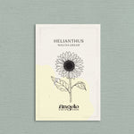 Helianthus debilis 'Soluna cream'-Angelo
