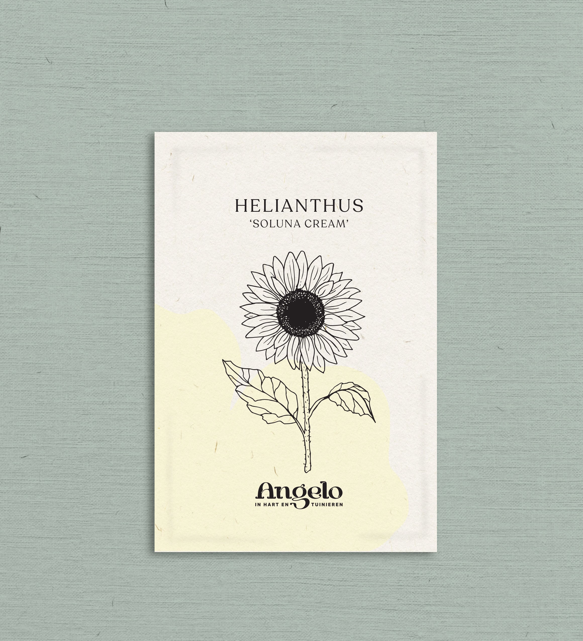 Helianthus debilis 'Soluna cream'-Angelo