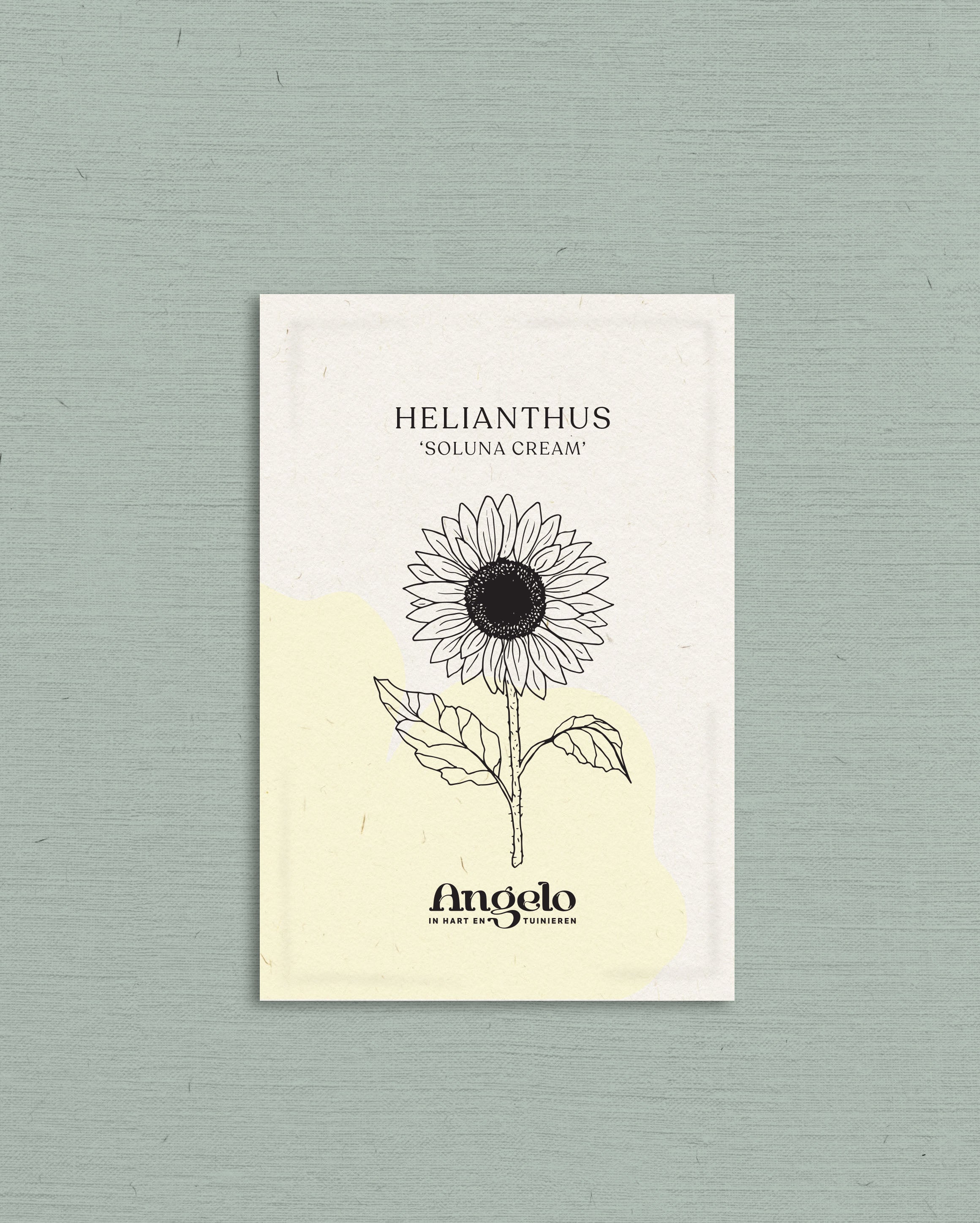 Helianthus debilis 'Soluna cream'-Angelo