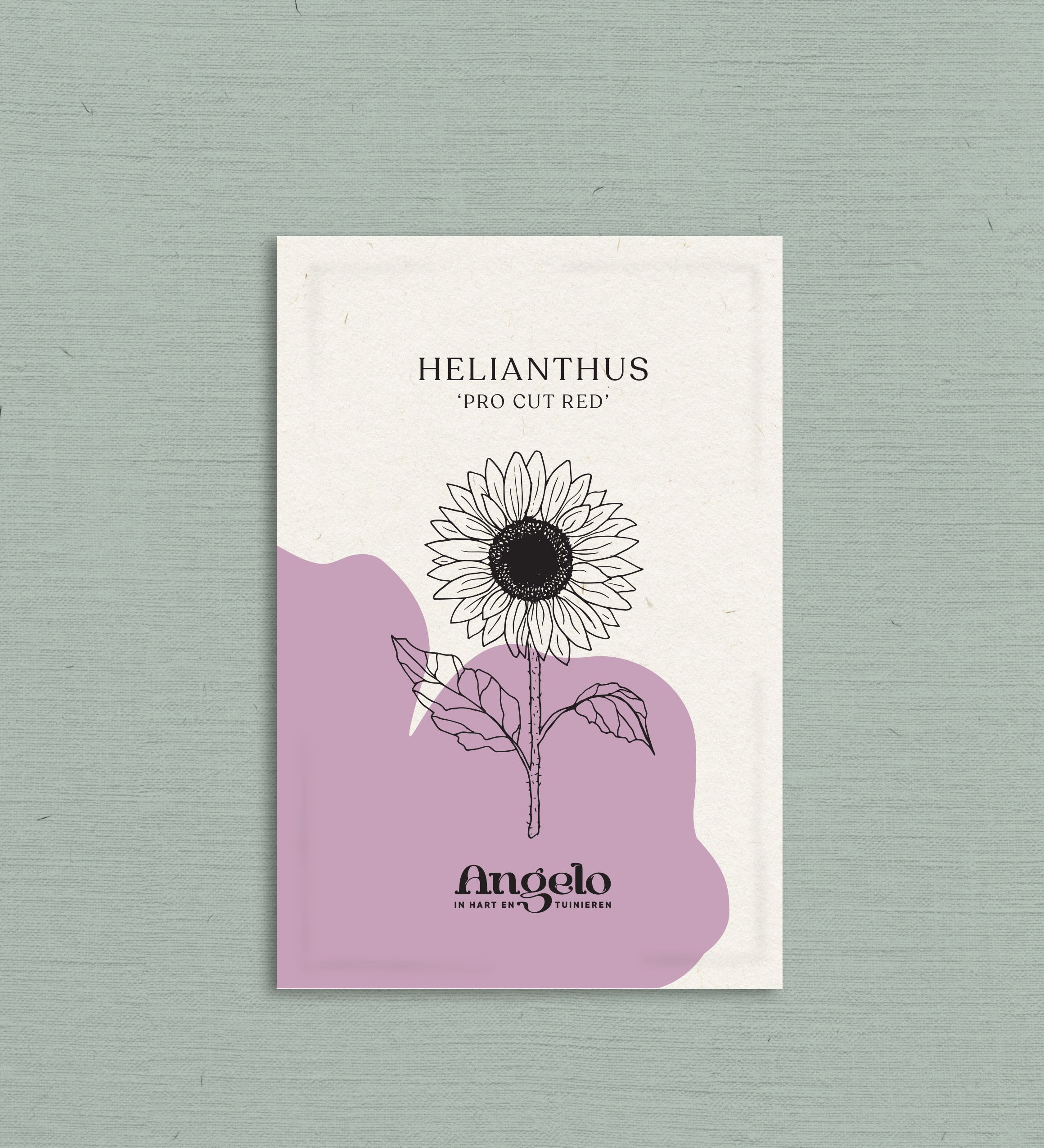 Helianthus 'pro cut red'-Angelo