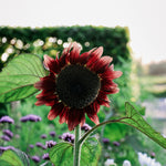 Helianthus 'pro cut red'-Angelo