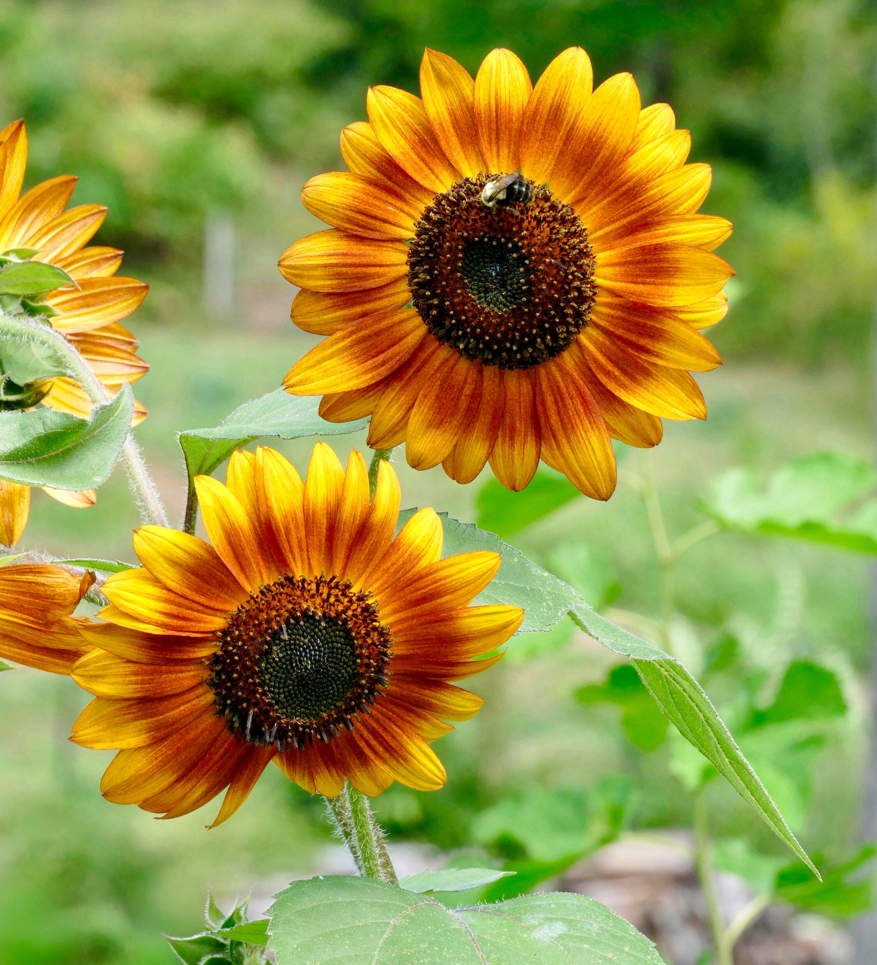 Helianthus annuus 'La Torre mix'-Angelo