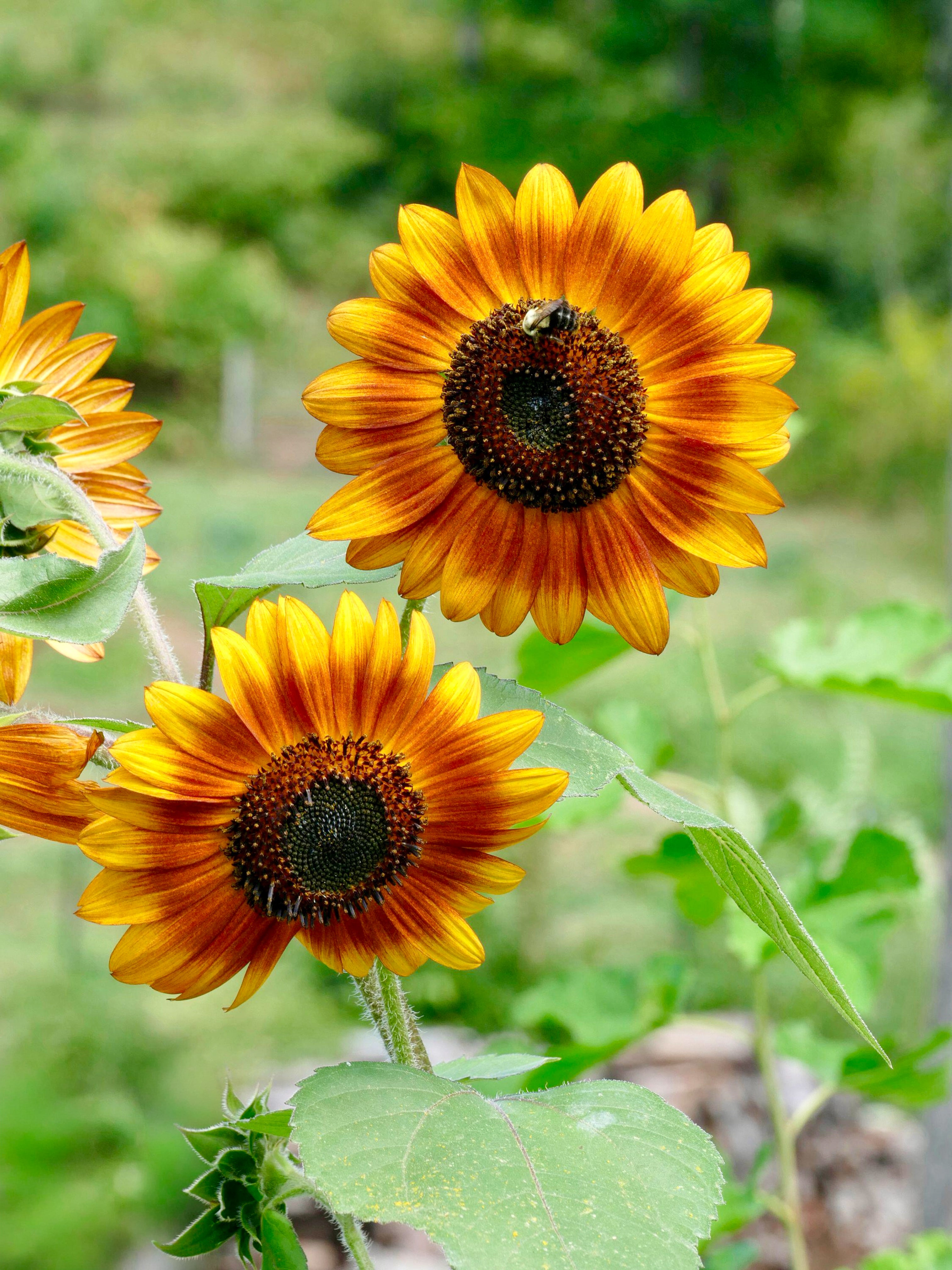 Helianthus annuus 'La Torre mix'-Angelo
