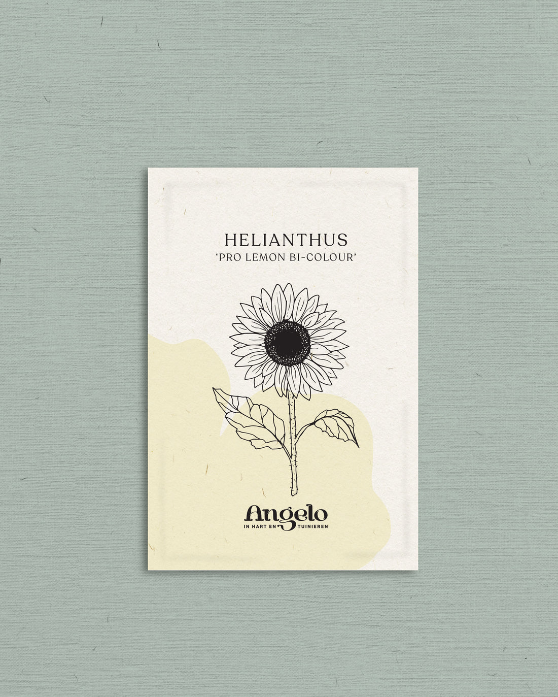 Helianthus annuus &