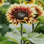 Helianthus annuus 'Marley'-Angelo
