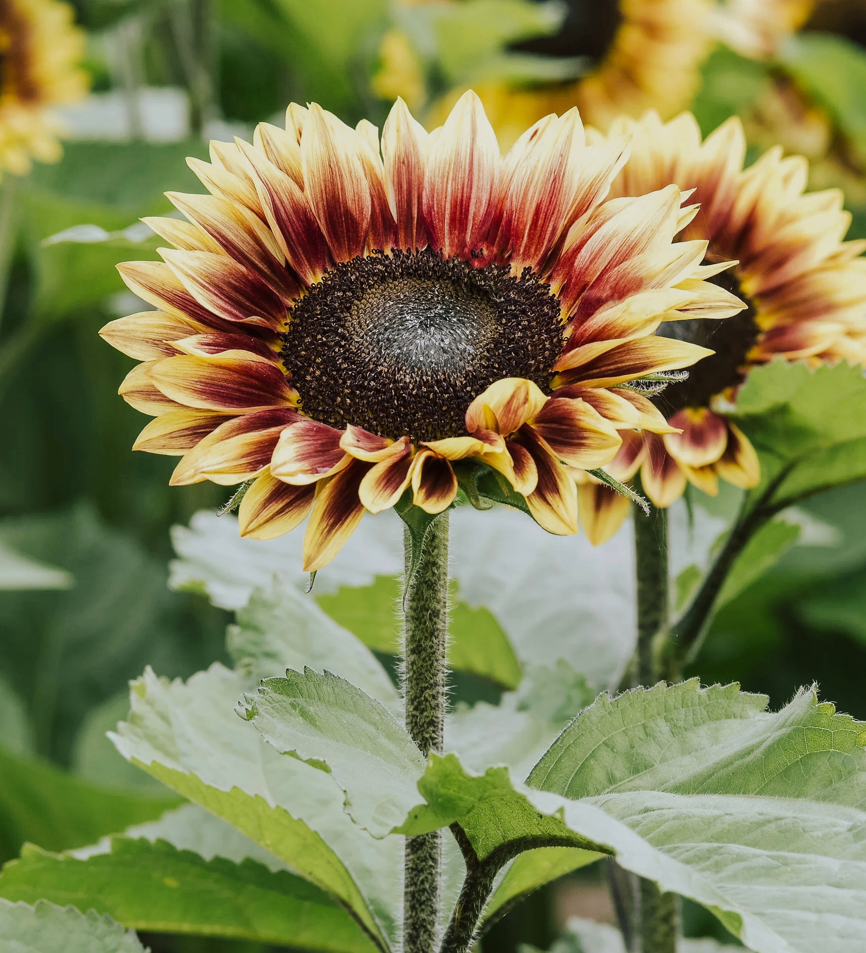Helianthus annuus 'Marley'-Angelo