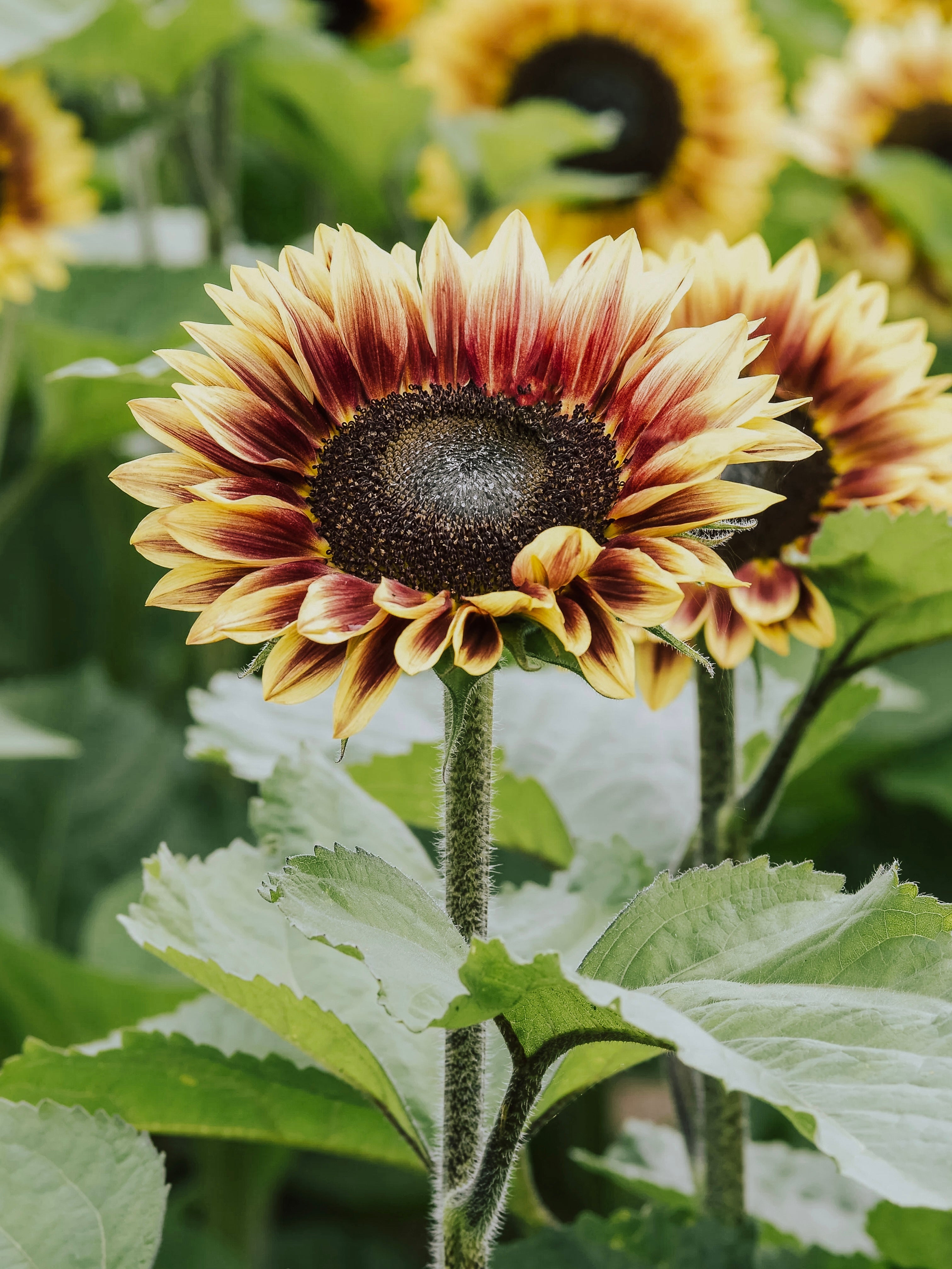 Helianthus annuus 'Marley'-Angelo
