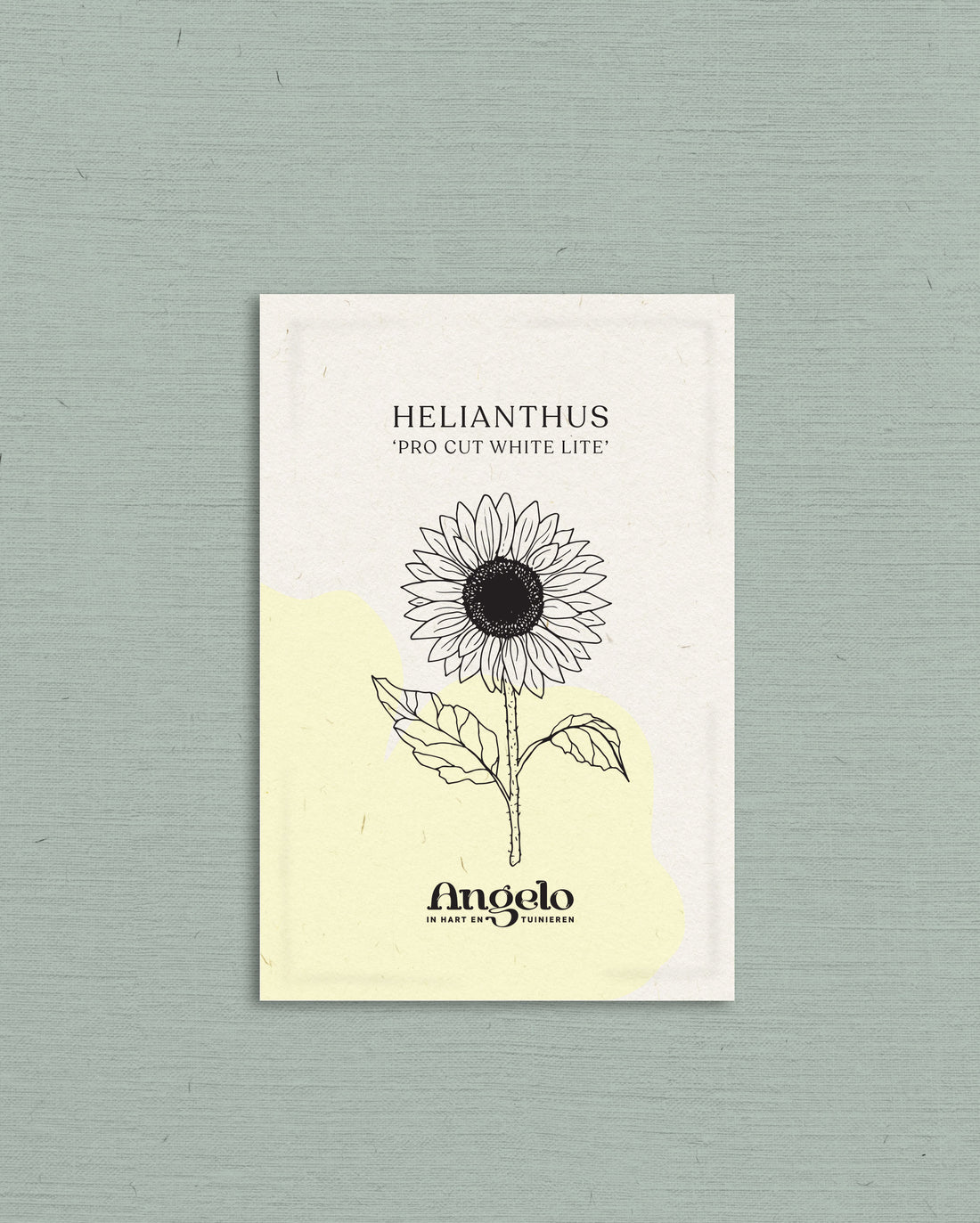 Helianthus annuus &