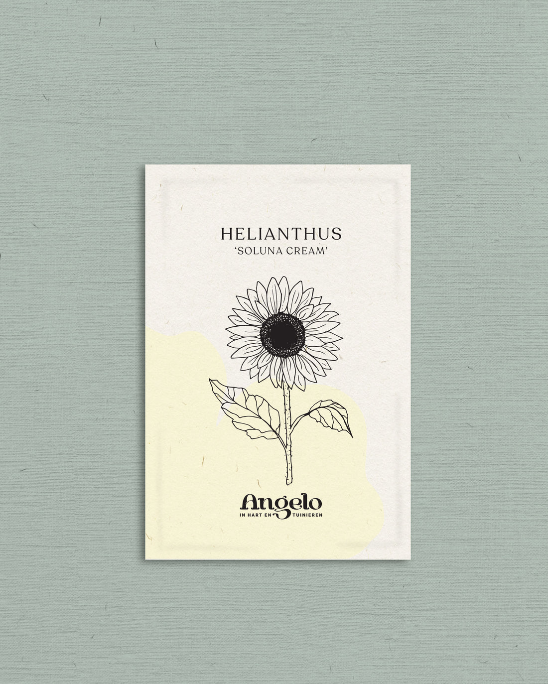 Helianthus debilis &