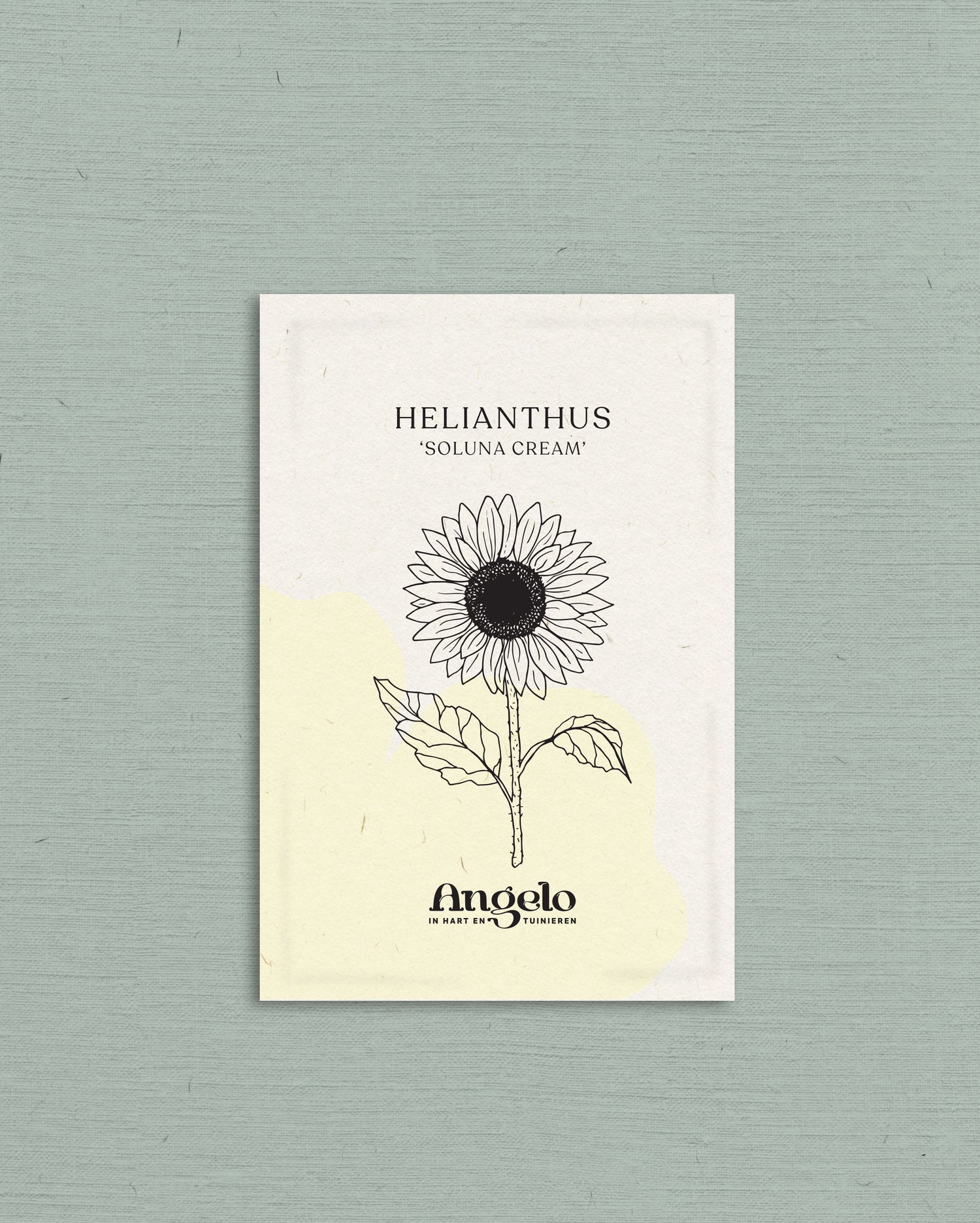 Helianthus debilis &