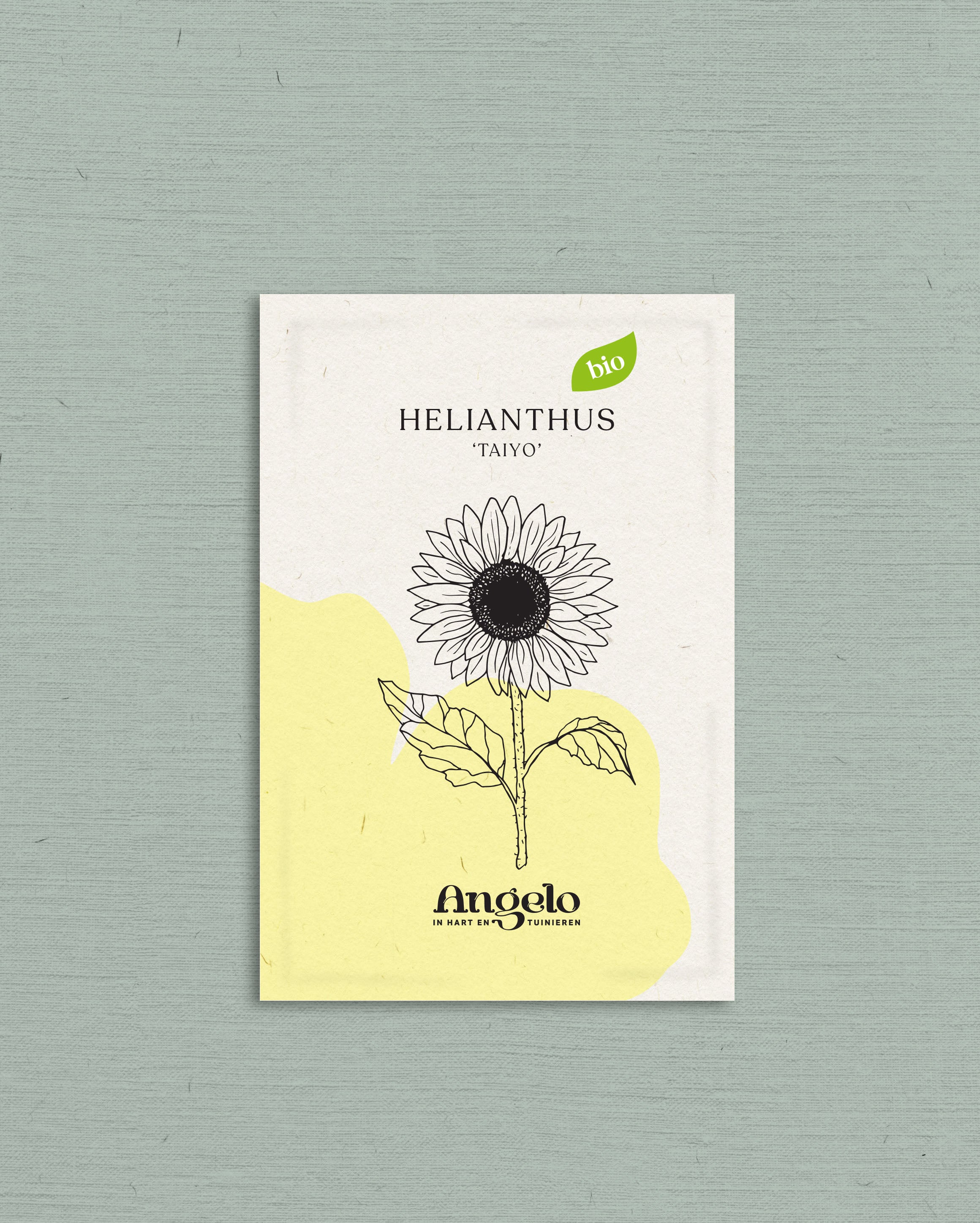 Helianthus annuus &