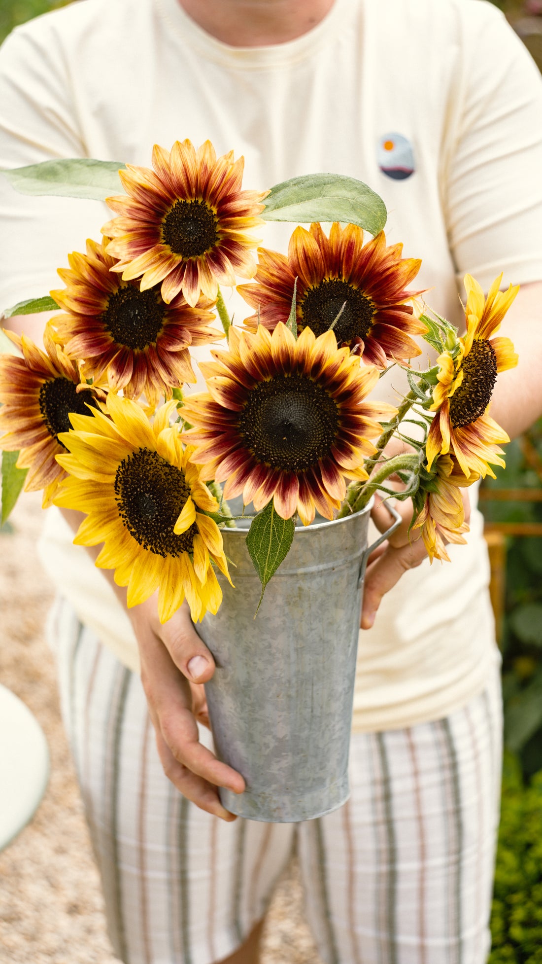 Helianthus annuus &