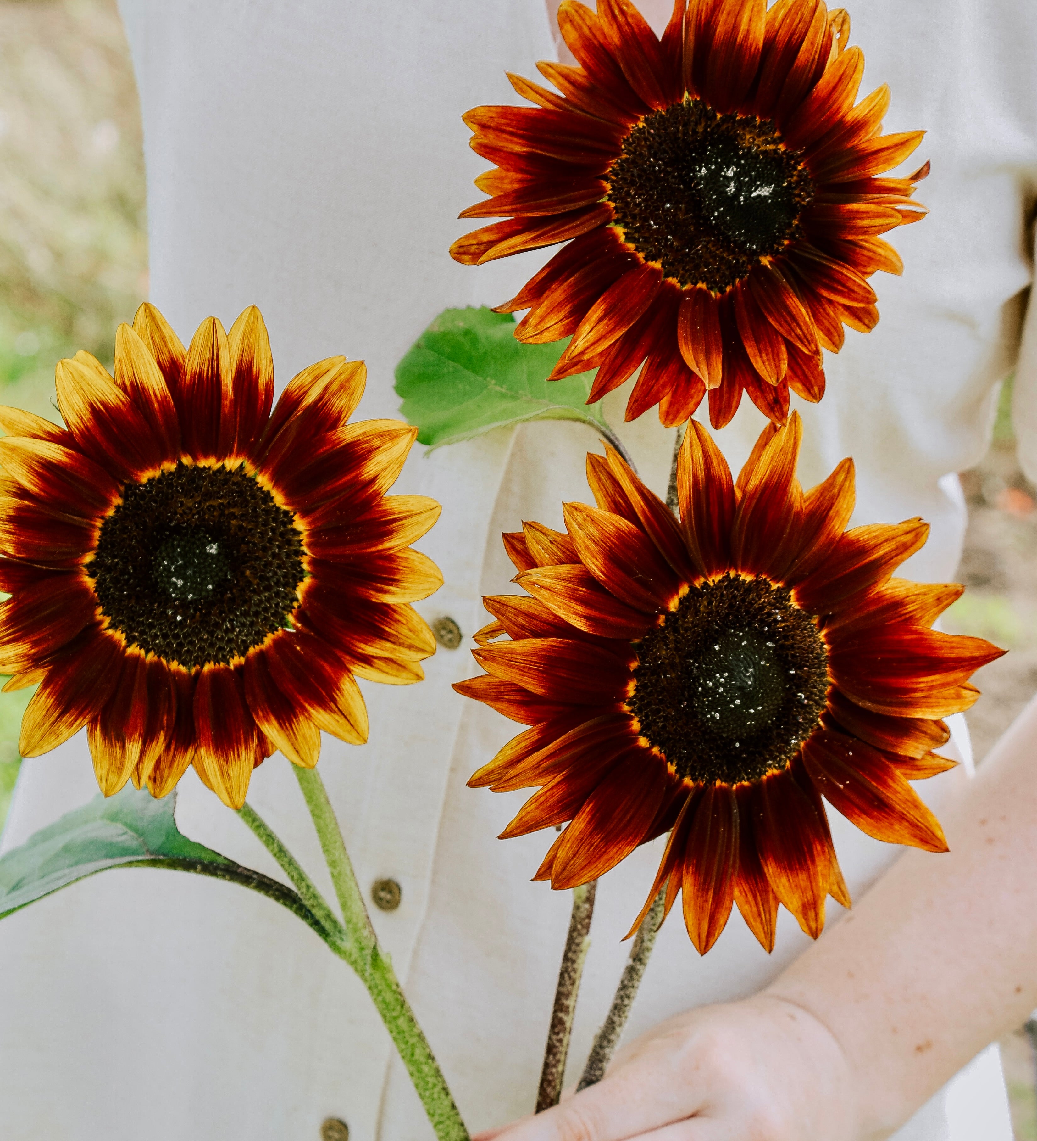 Helianthus annuus 'Shock O Lat'-Angelo