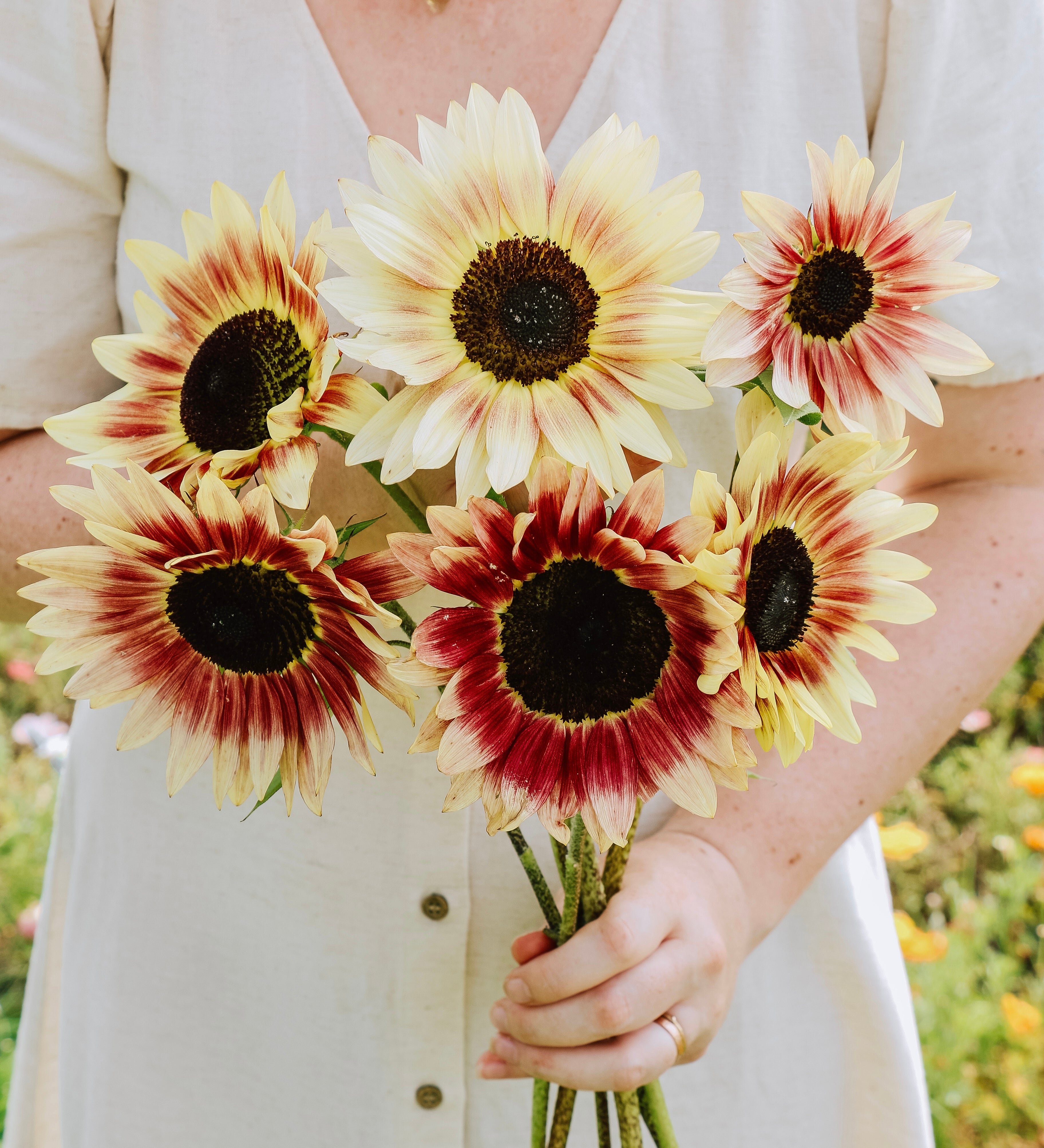 Helianthus annuus 'Summer Lovin'-Angelo