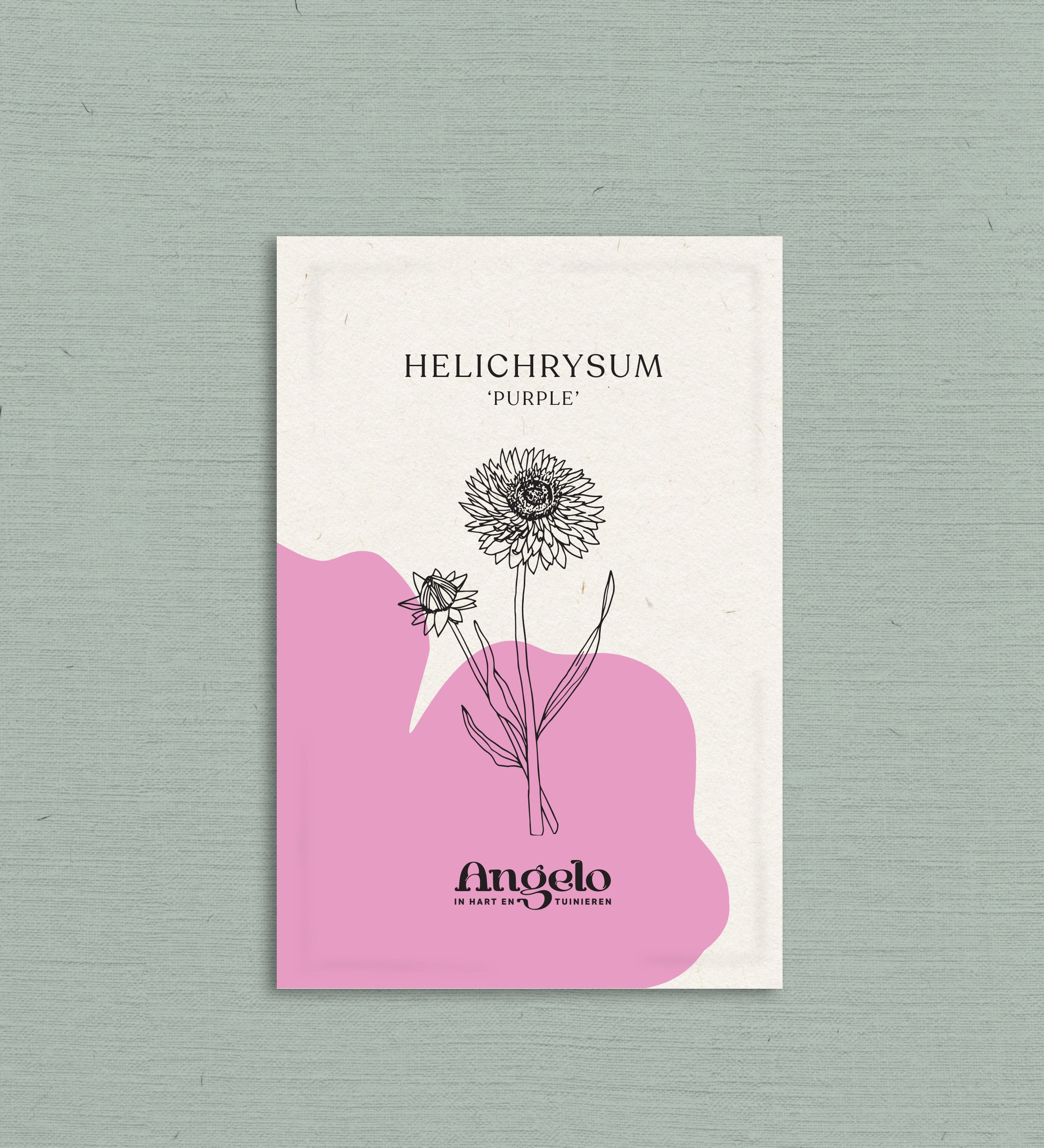 Helichrysum bracteatum 'purple'-Angelo