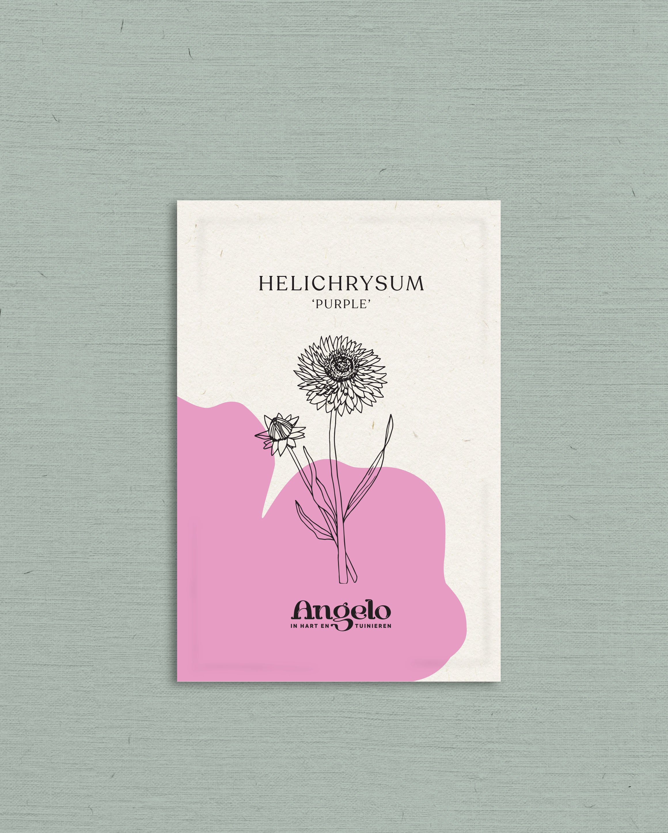 Helichrysum bracteatum 'purple'-Angelo