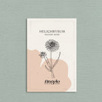 Helichrysum bracteatum 'Silvery Rose'-Angelo