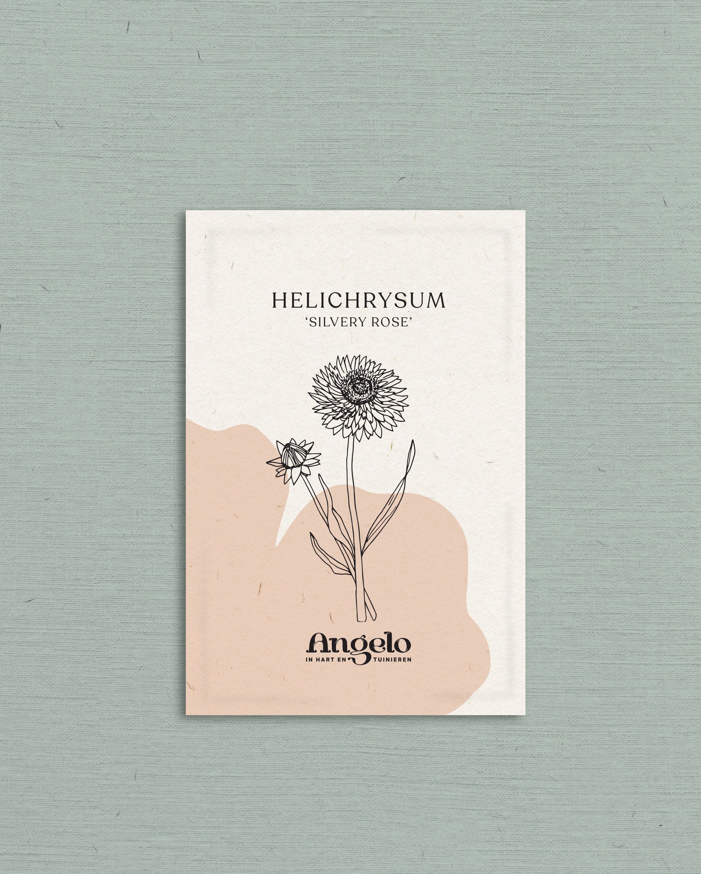 Helichrysum bracteatum 'Silvery Rose'-Angelo