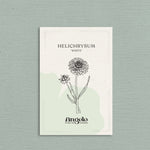 Helichrysum bracteatum 'white'-Angelo