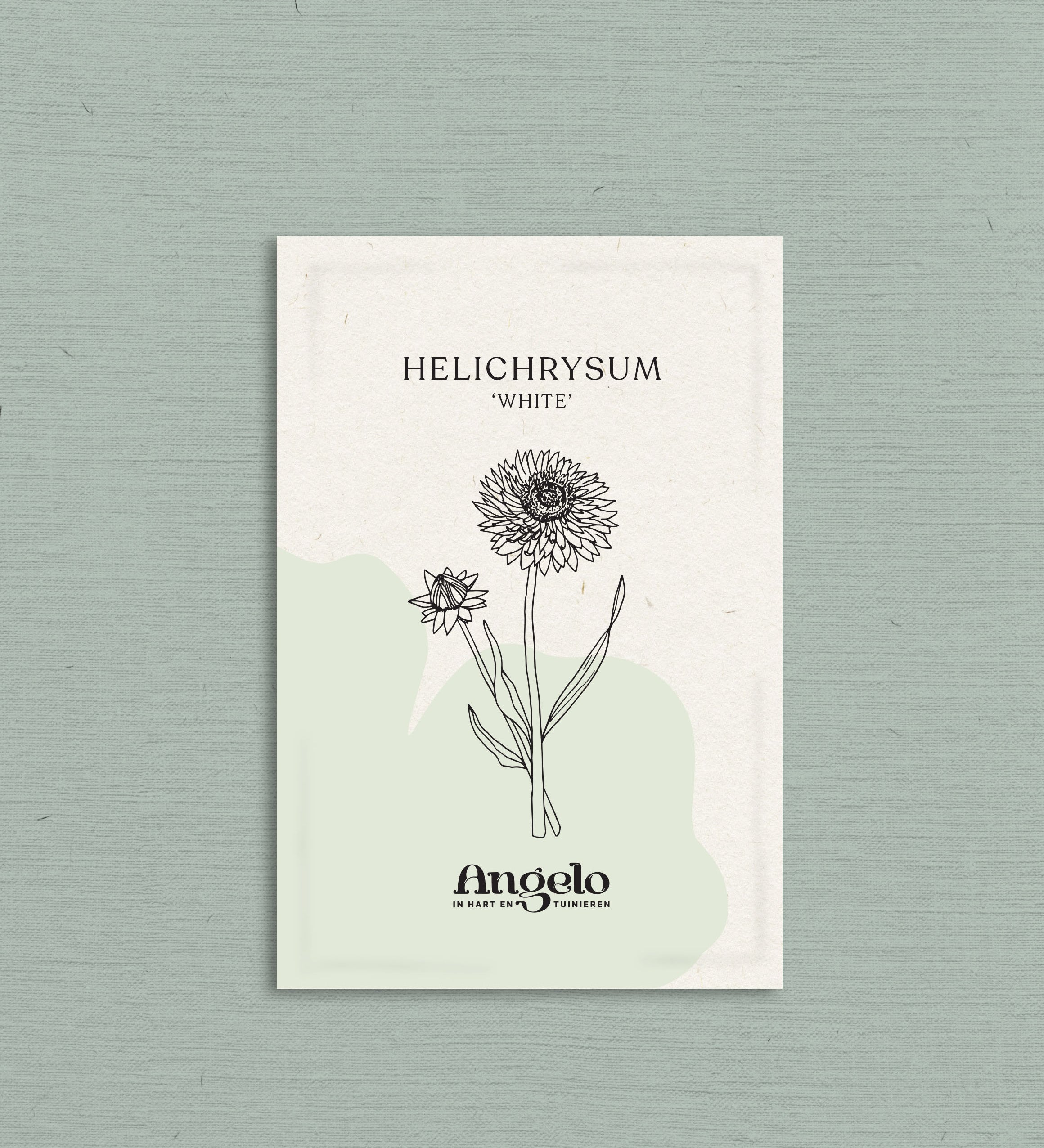 Helichrysum bracteatum 'white'-Angelo