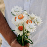 Helichrysum bracteatum 'white'-Angelo