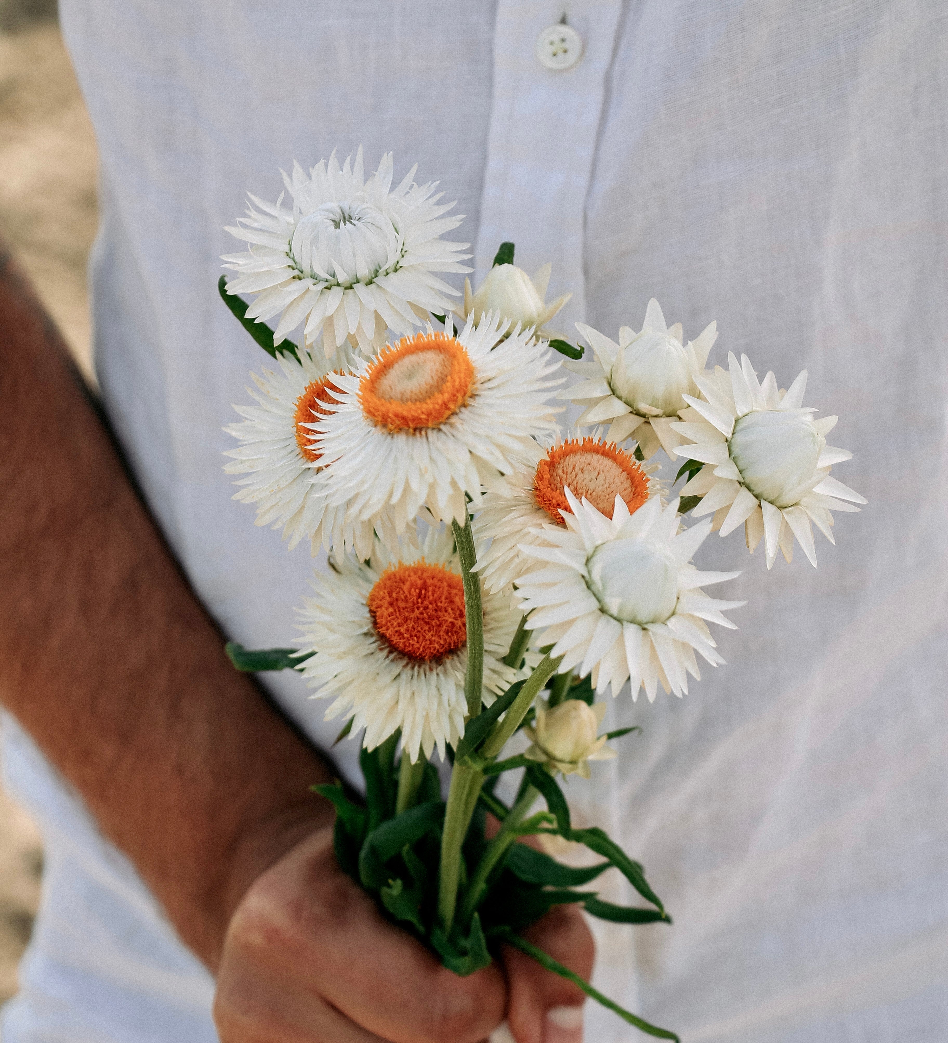 Helichrysum bracteatum 'white'-Angelo