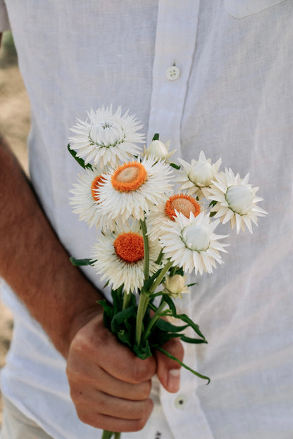 Helichrysum bracteatum &