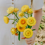 Helichrysum bracteatum 'Golden Yellow'-Angelo