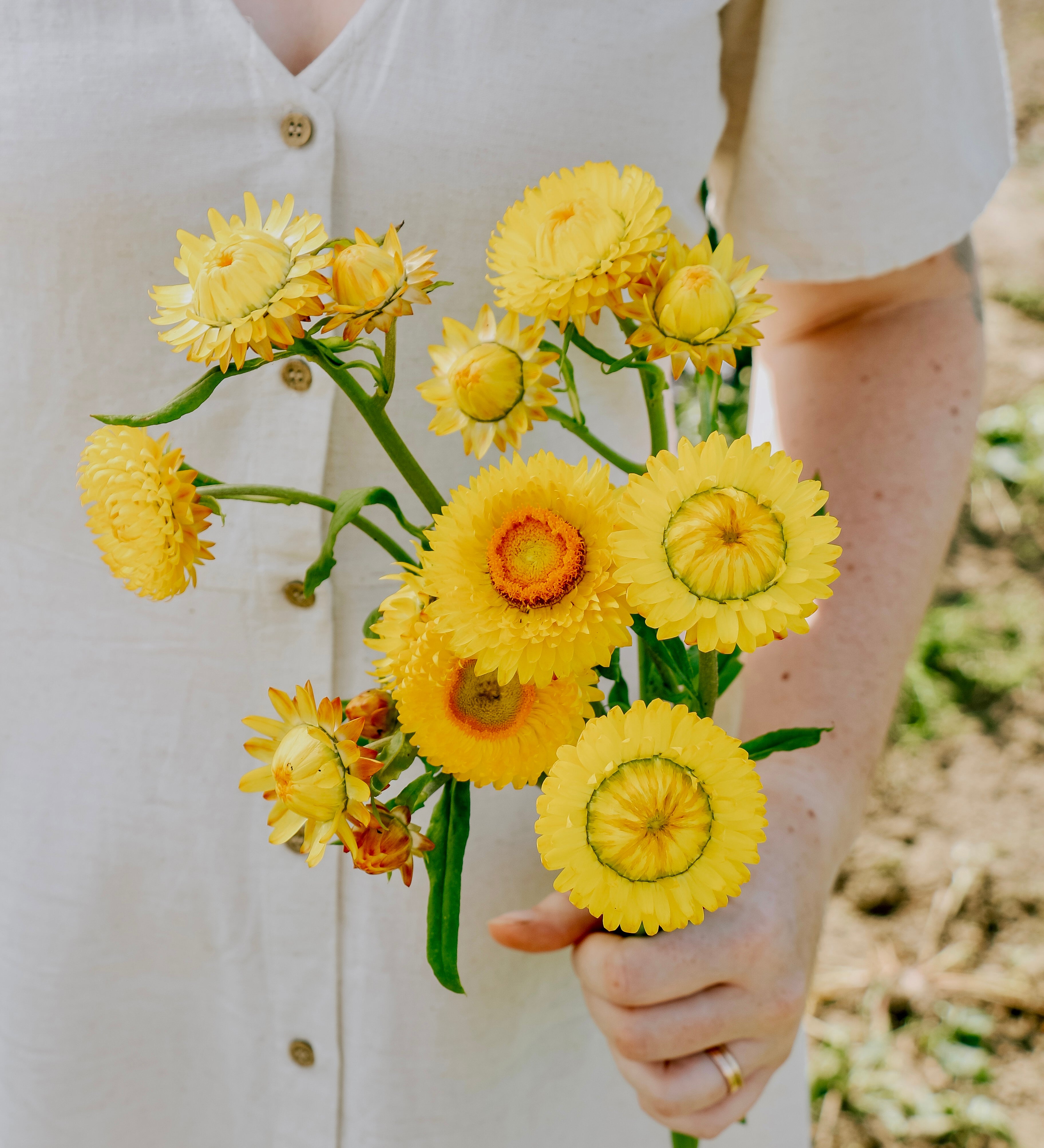 Helichrysum bracteatum 'Golden Yellow'-Angelo