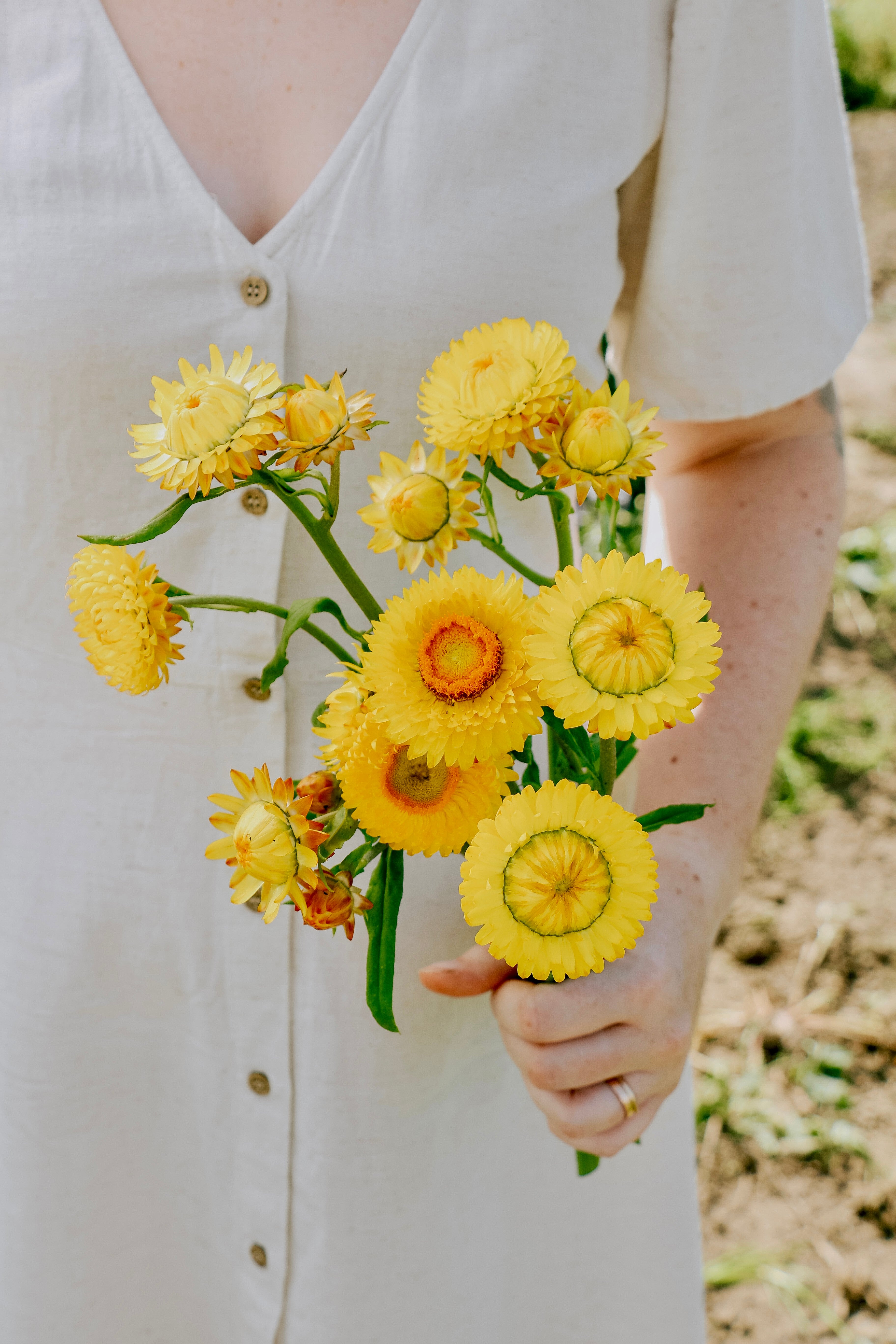 Helichrysum bracteatum 'Golden Yellow'-Angelo