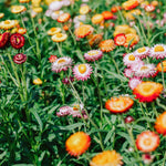 Helichrysum bracteatum 'mix'-Angelo