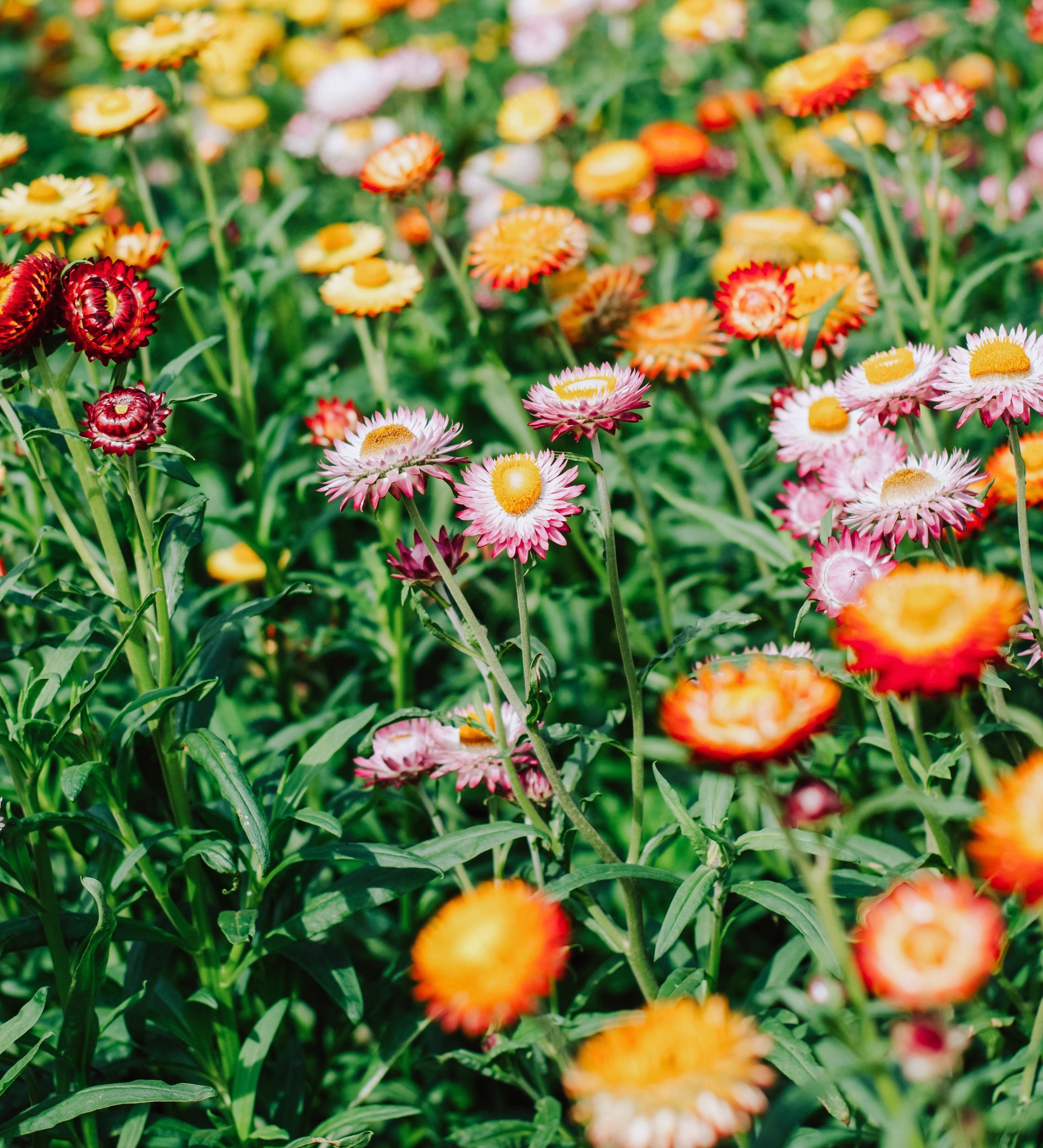 Helichrysum bracteatum 'mix'-Angelo